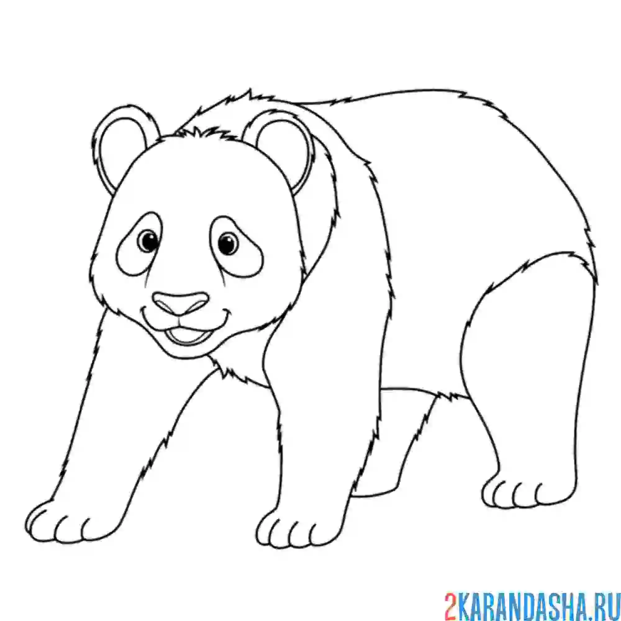 Раскраска большая панда