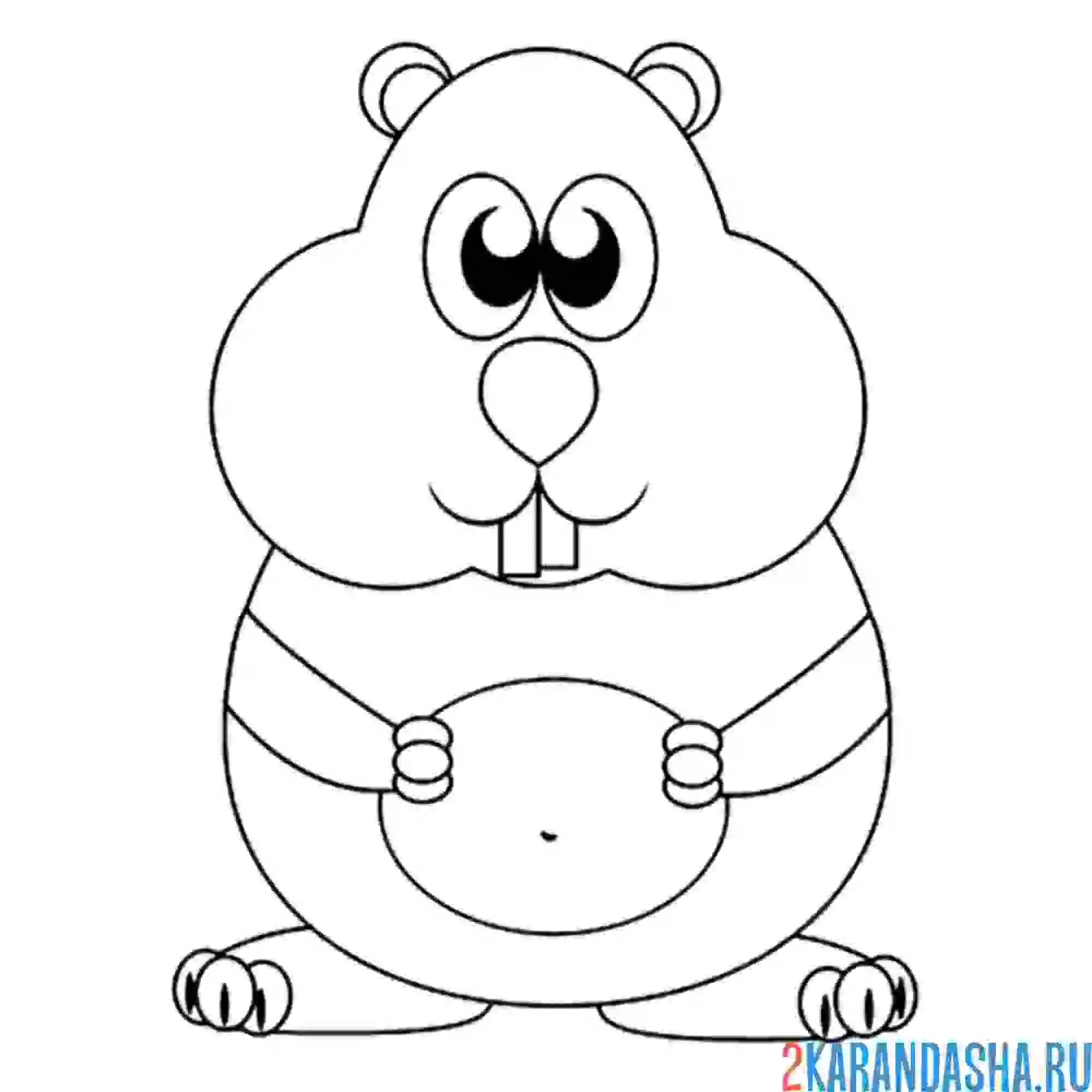 Раскраска пузатый хомяк