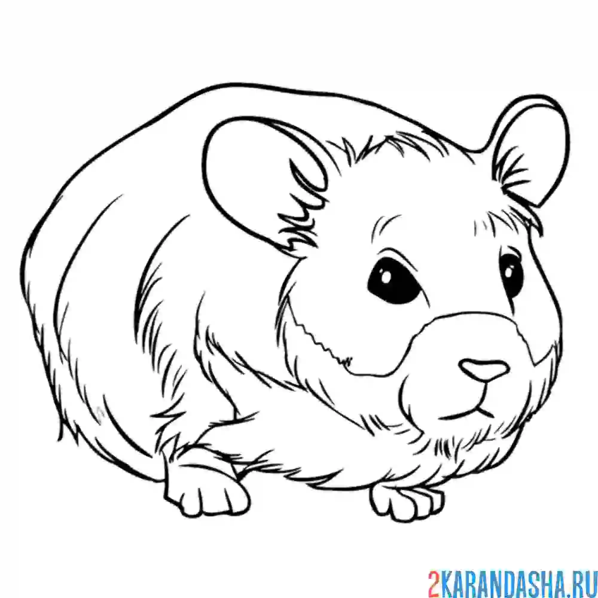 Раскраска живой хомяк