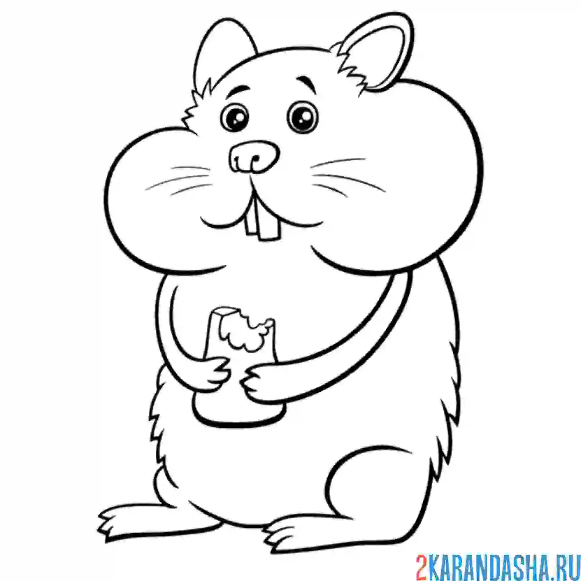 Раскраска хомяк ест