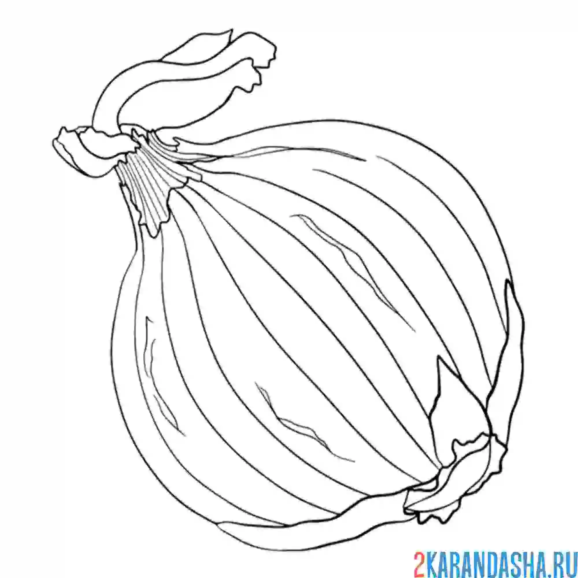 Раскраска настоящий лук