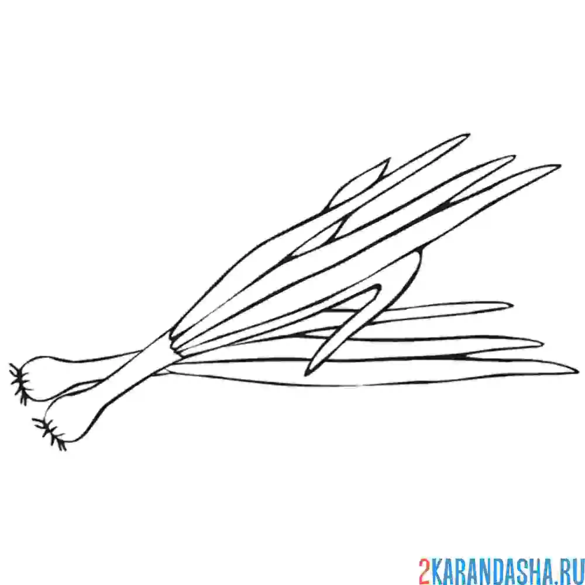 Раскраска зеленый лук