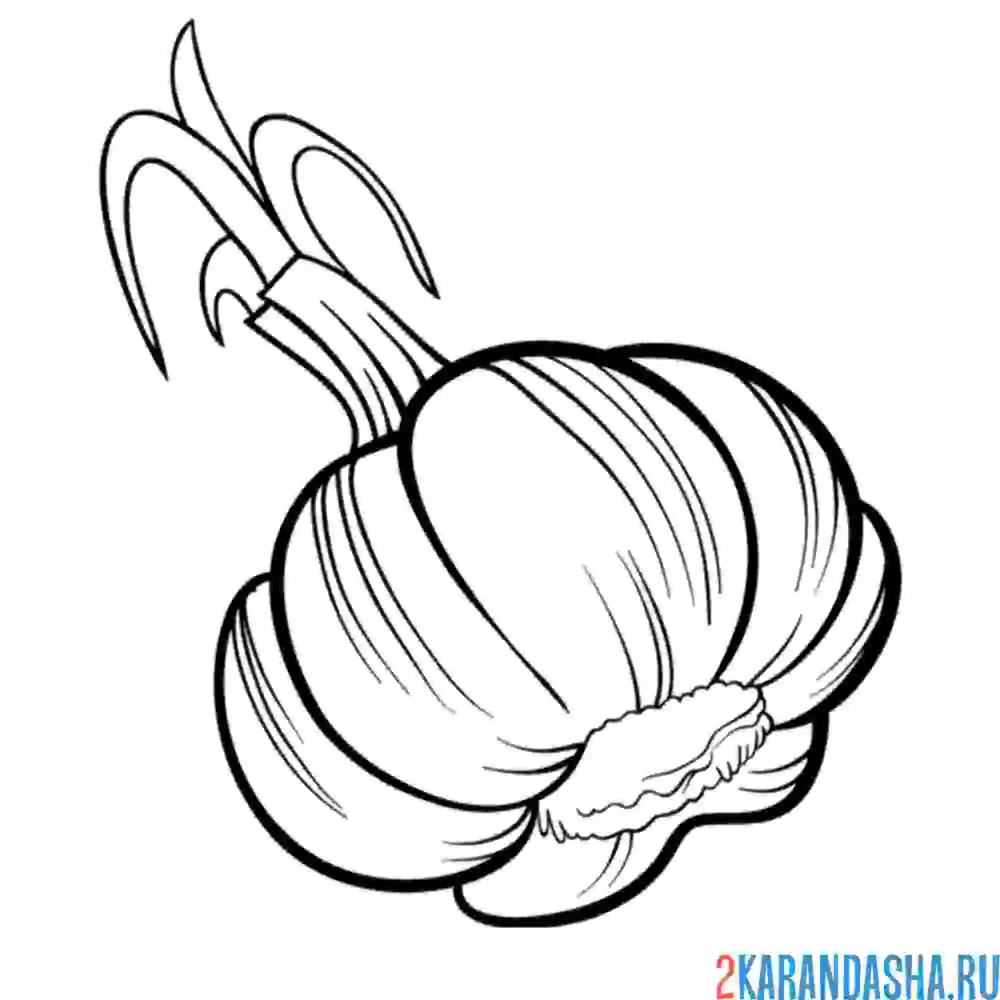 Раскраска чесночок