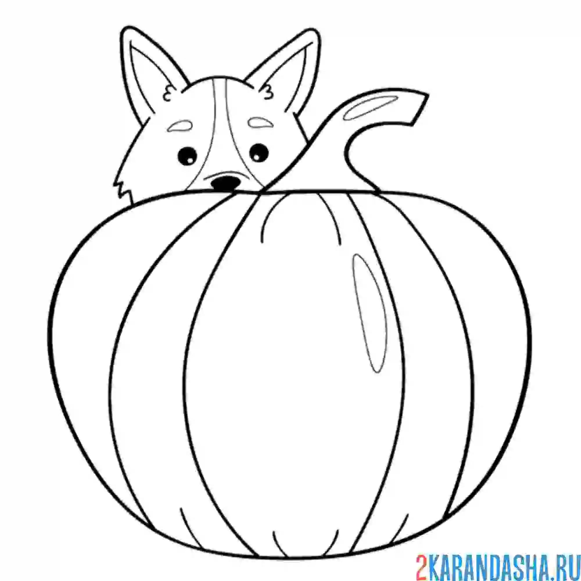 Раскраска хэллоуин корги тыква