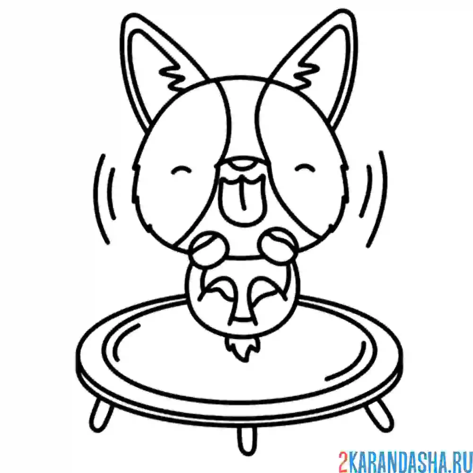 Раскраска корги на батуте