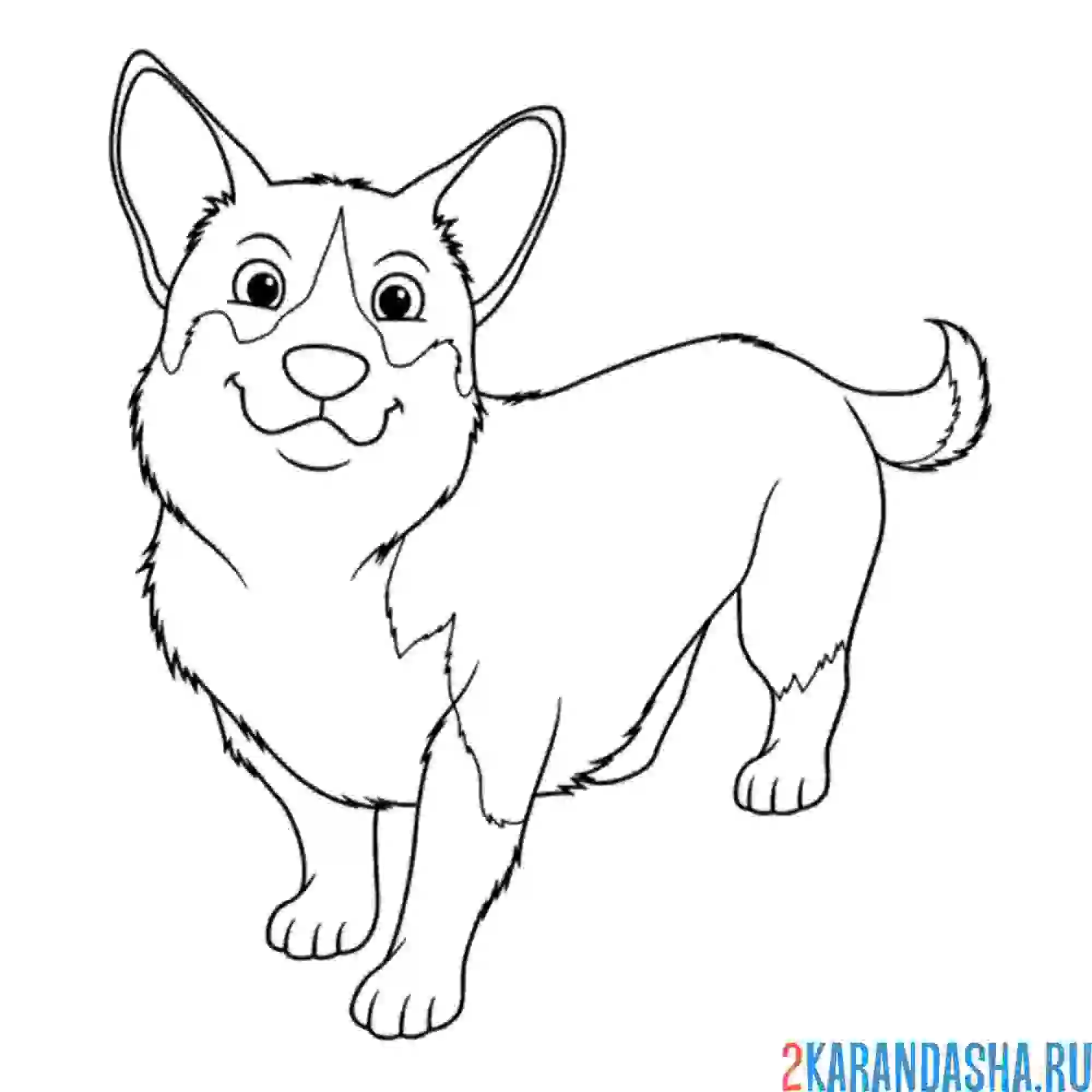 Раскраска собачка корги