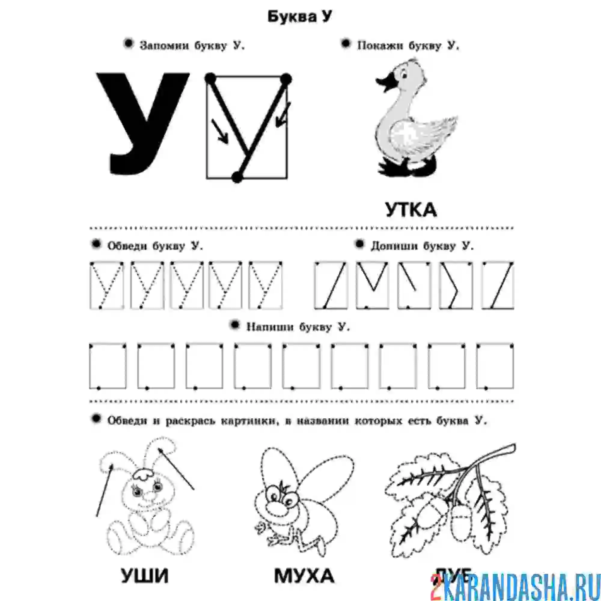 Раскраска буква у с картинками пропись