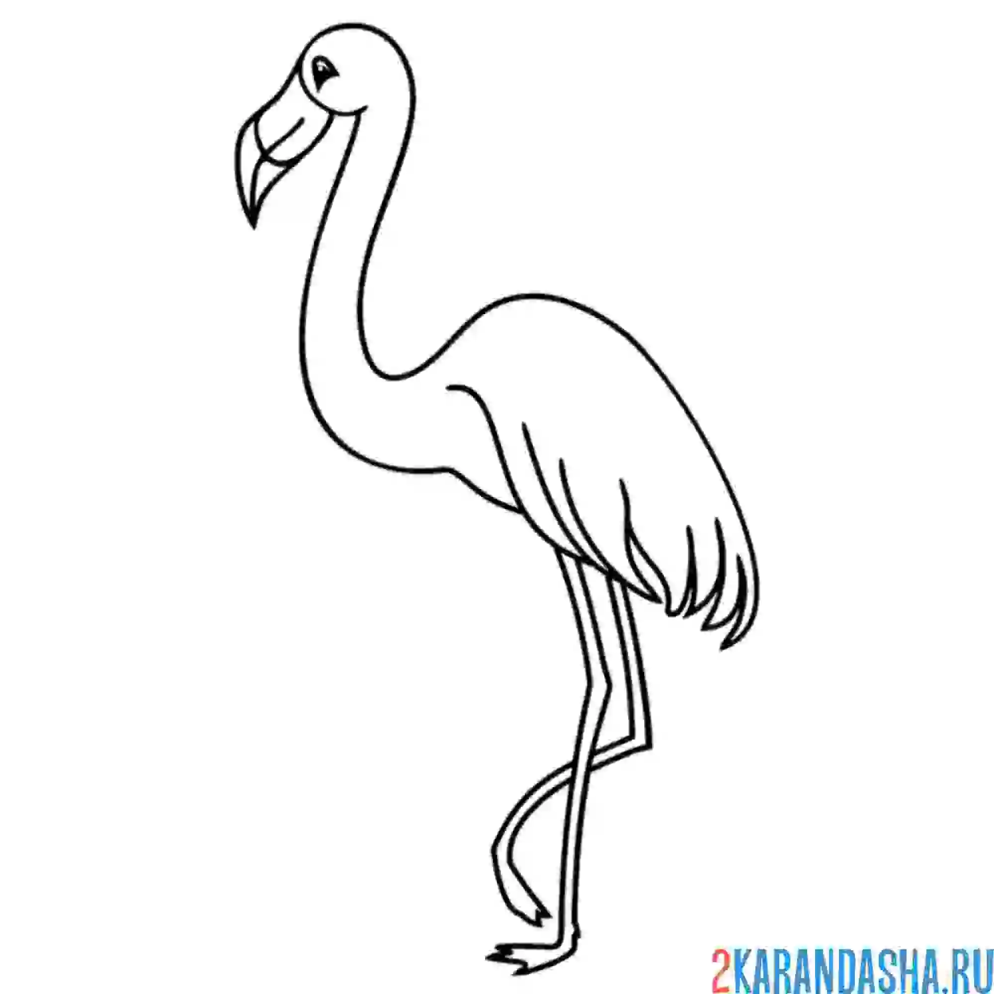 Раскраска фламинго на одной лапке
