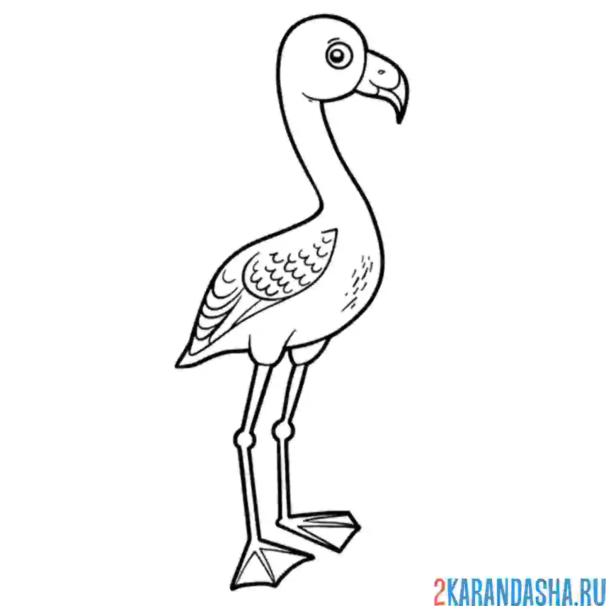 Раскраска серьезный фламинго