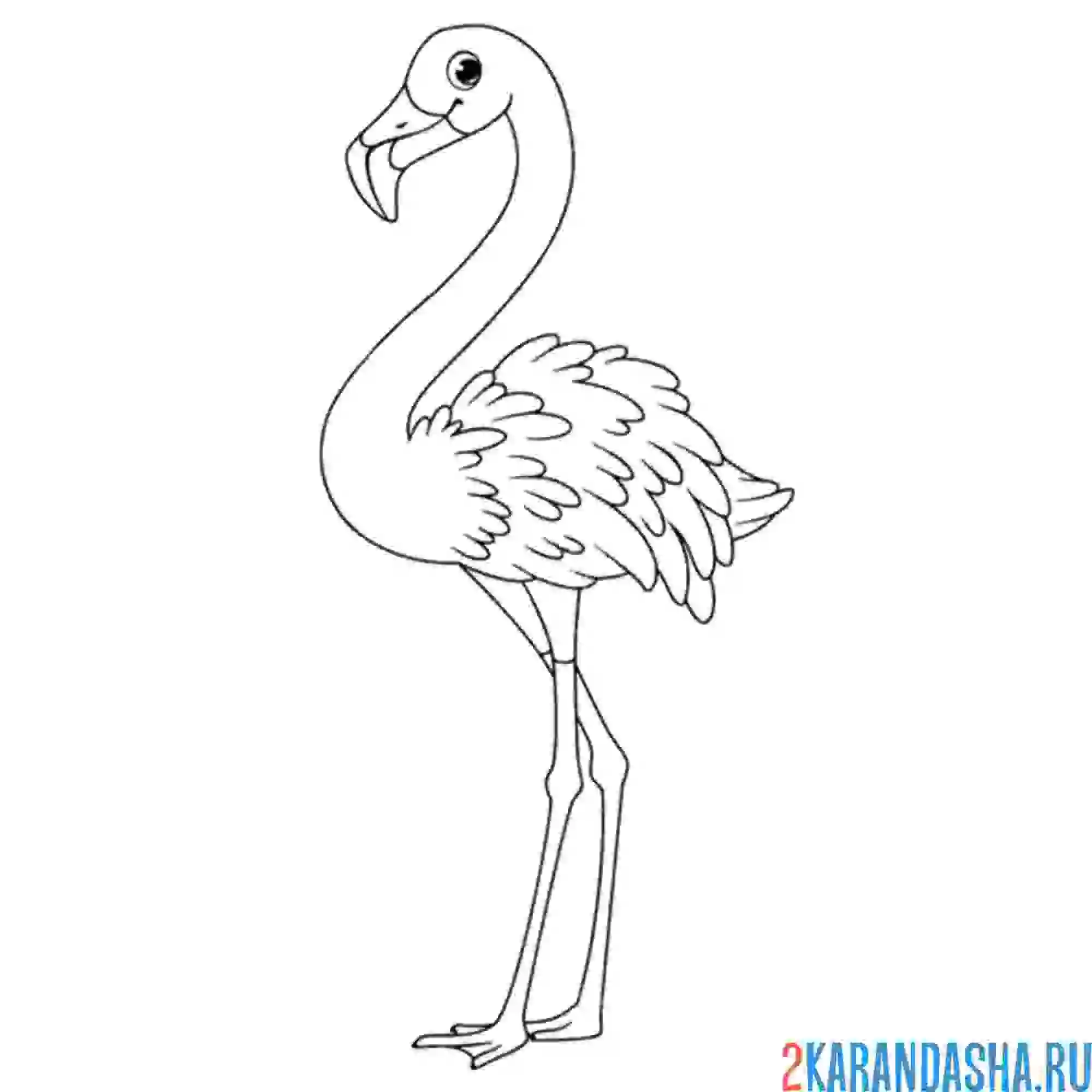 Раскраска красивая птица фламинго