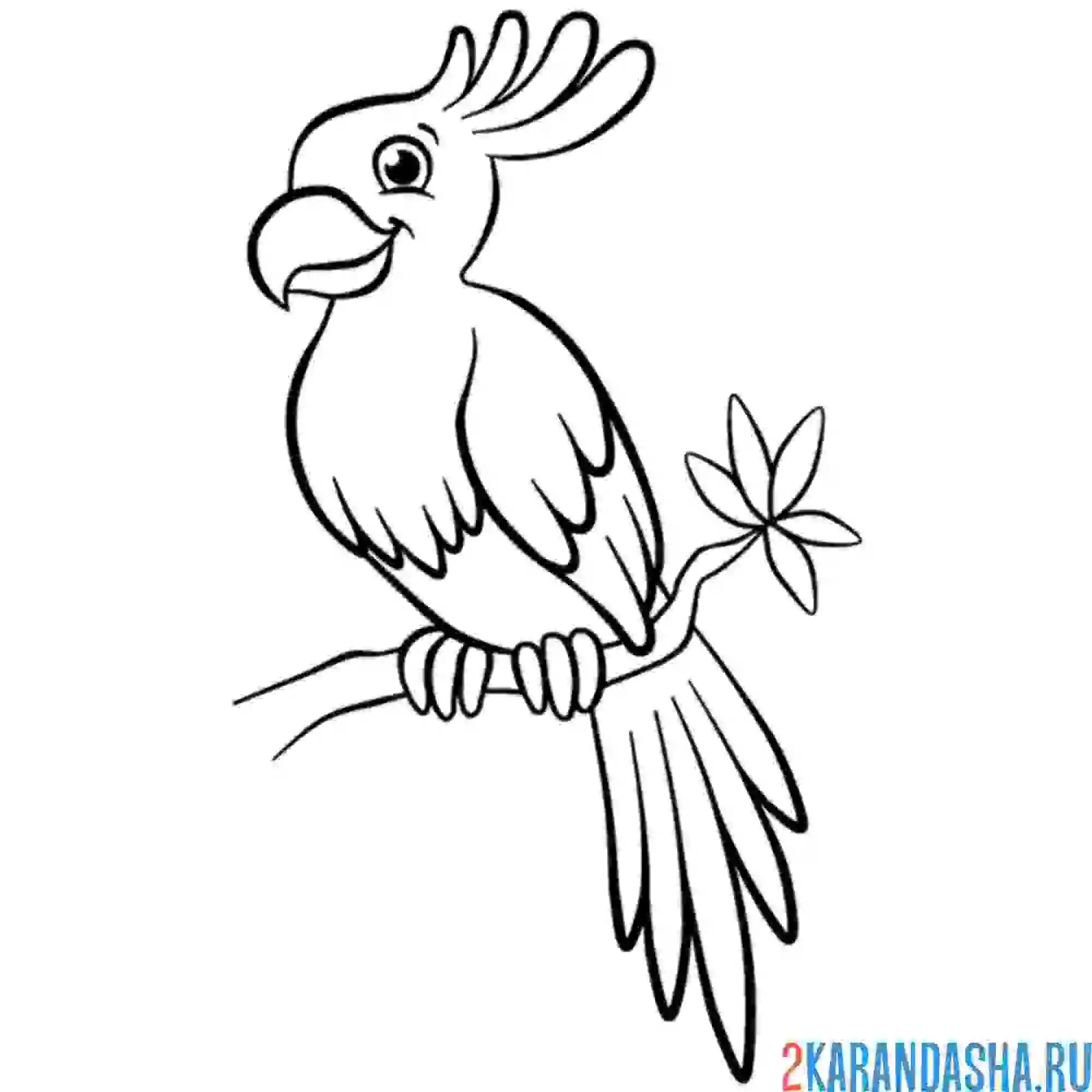 Раскраска большой попугай на ветке