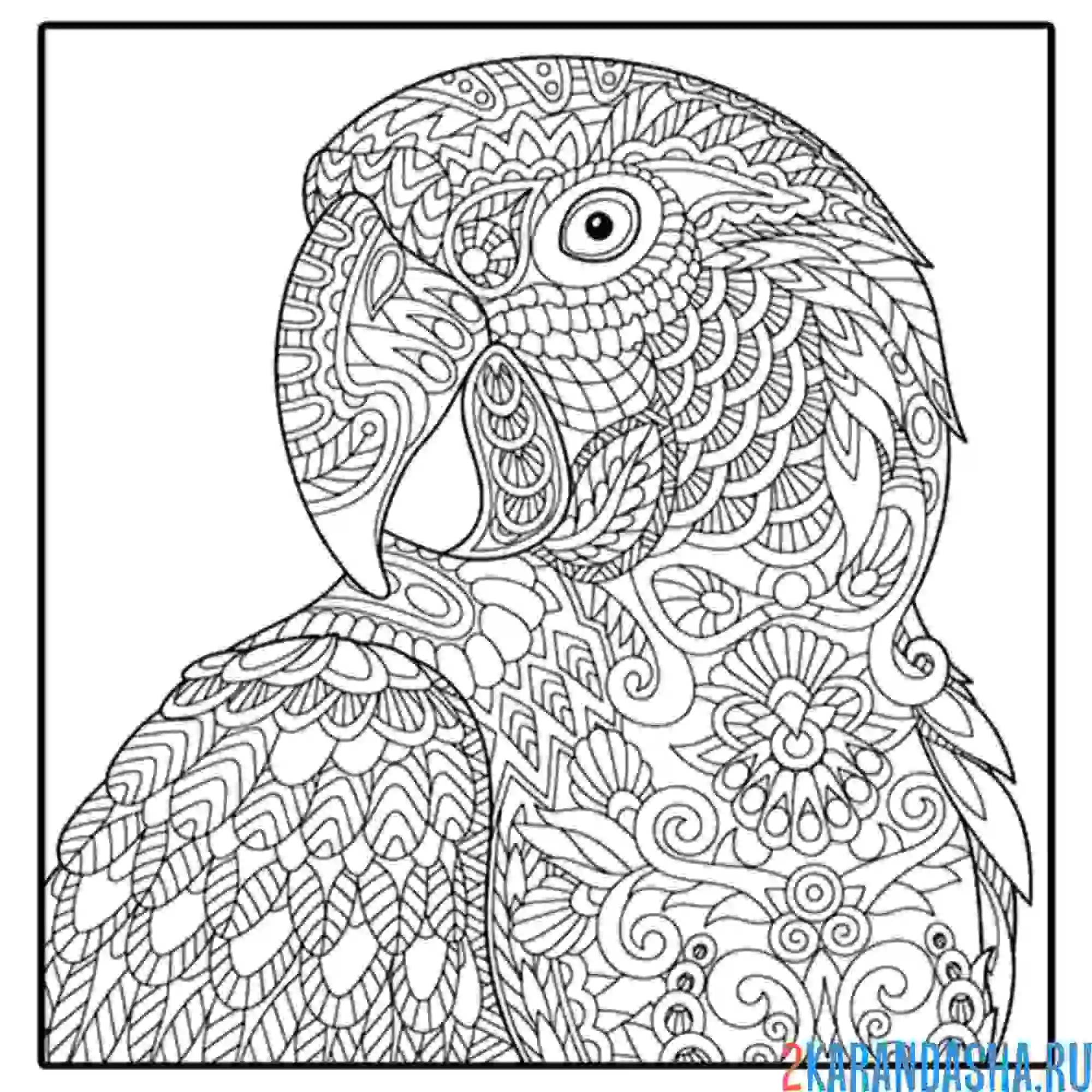 Раскраска антистресс-попугай