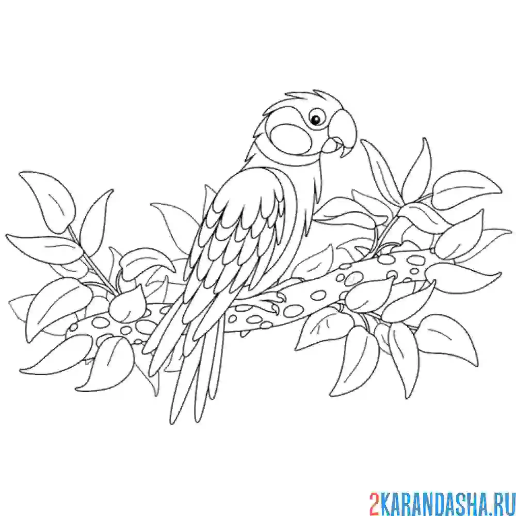 Раскраска попугай ара на ветке