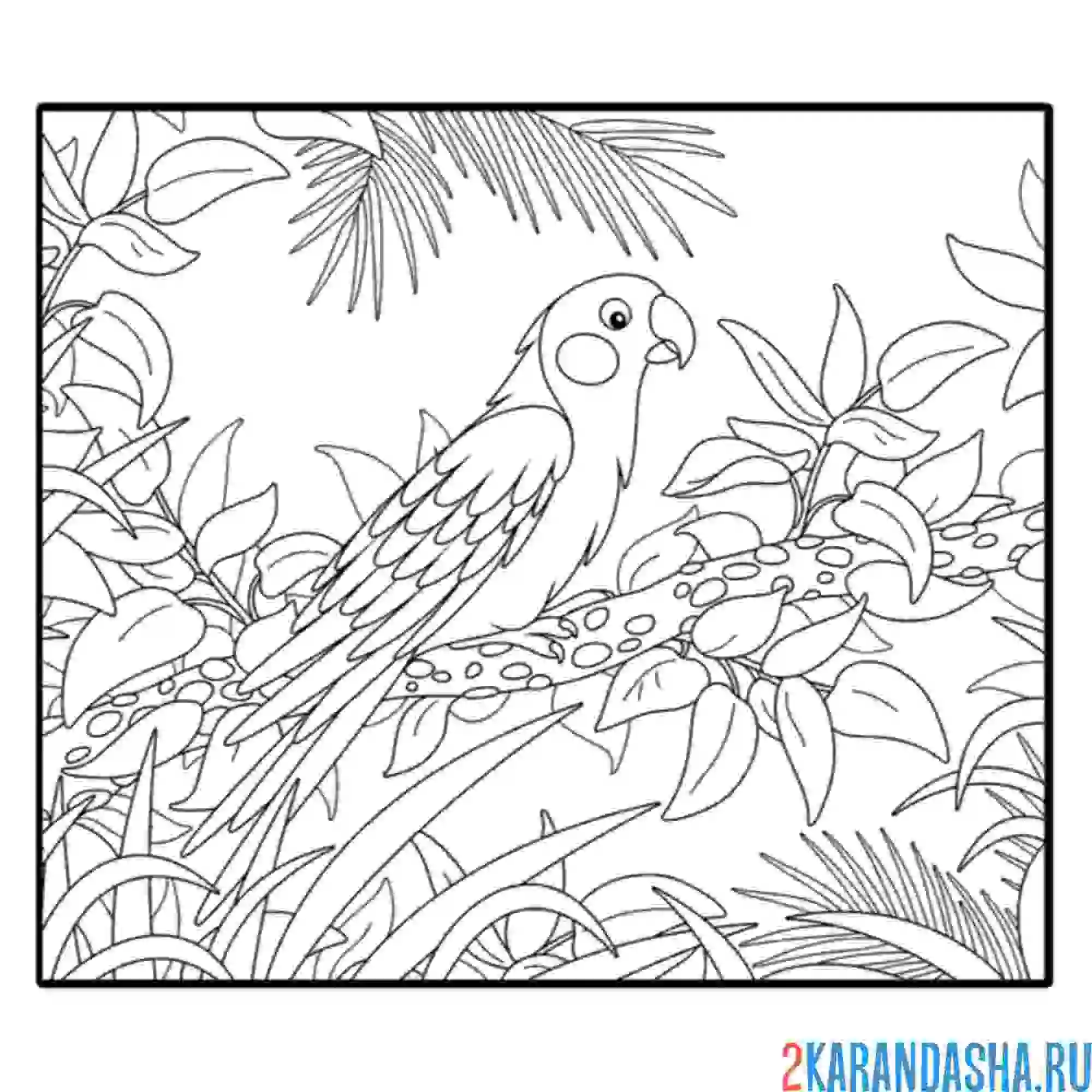 Раскраска попугай в естественно природе
