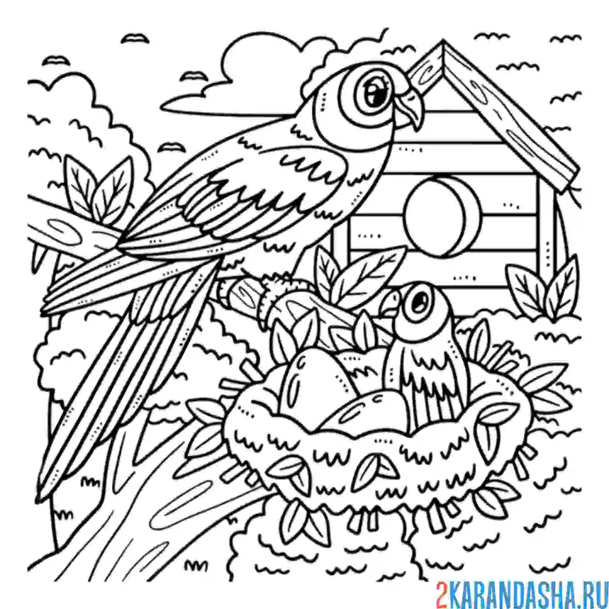 Раскраска гнездо попугаев