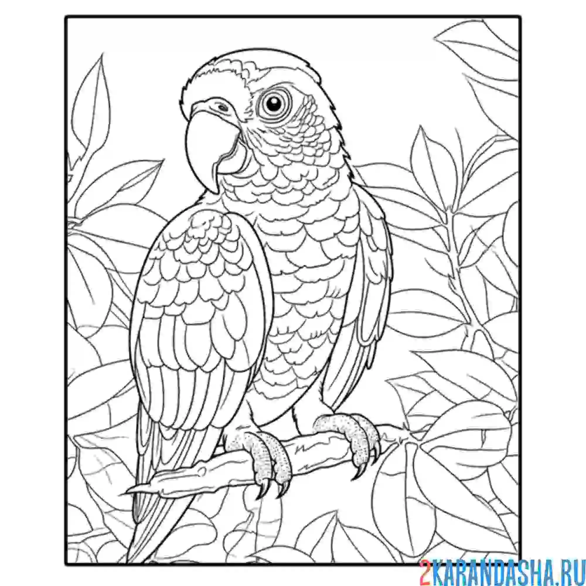 Раскраска фото настоящего попугая