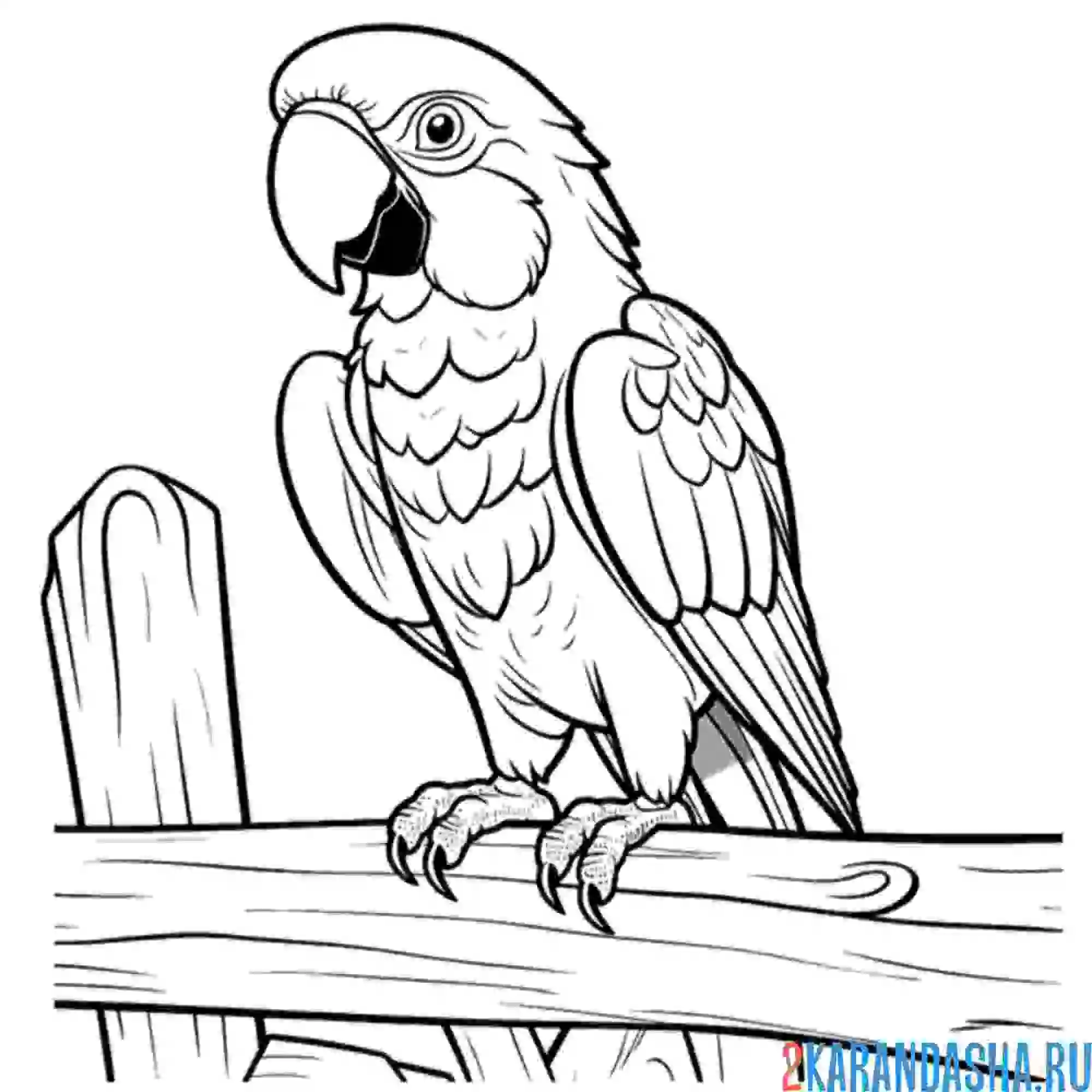 Раскраска попугай сидит