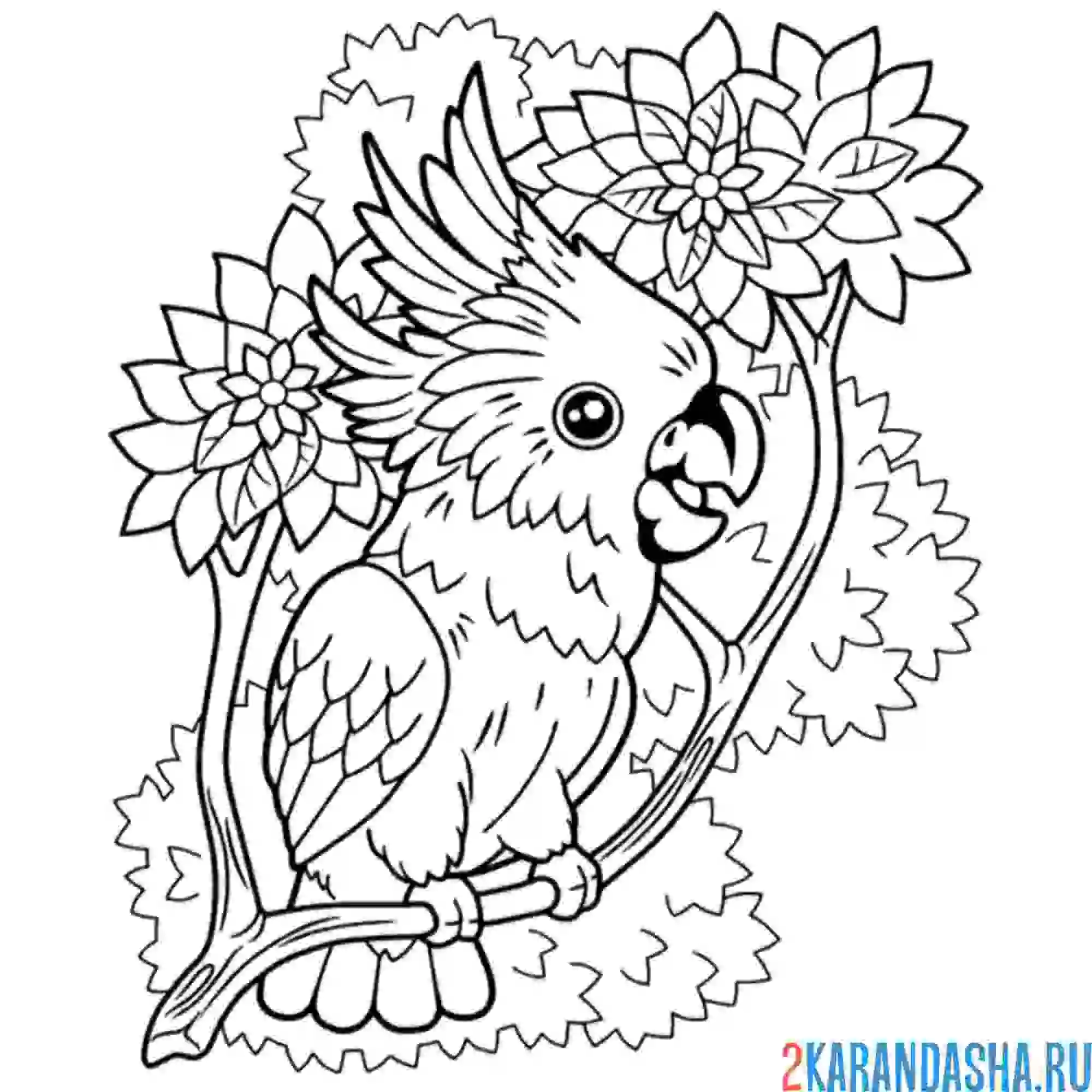 Раскраска попугай в цветах довольный