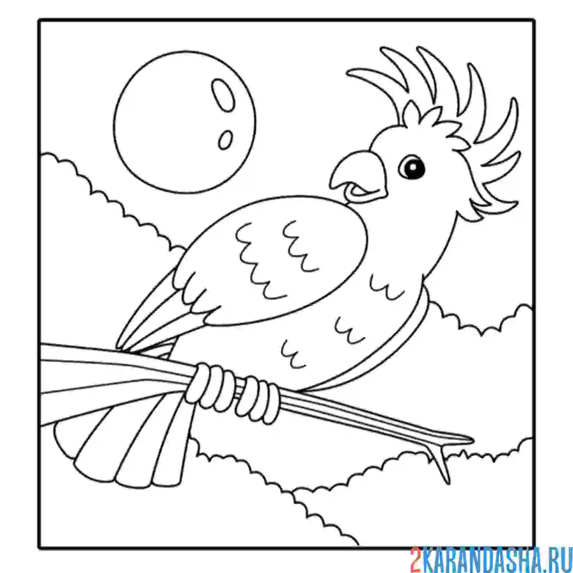 Раскраска какаду на солнце