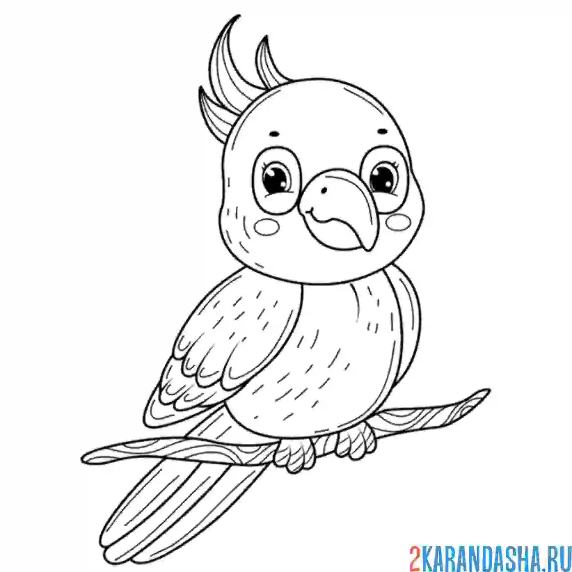 Раскраска небольшой попугай