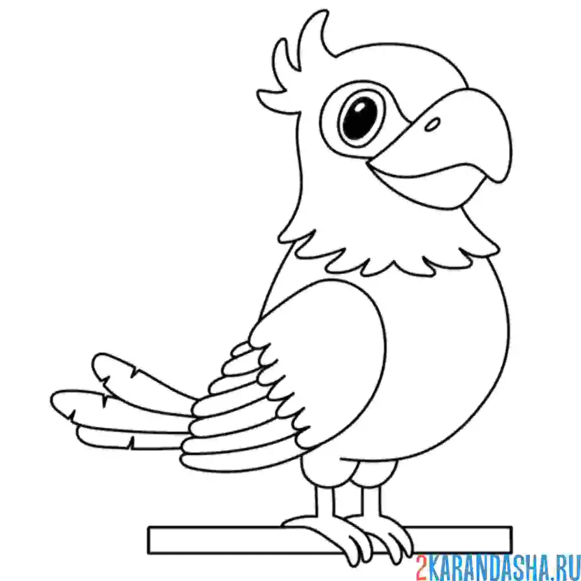 Раскраска миленький попугай