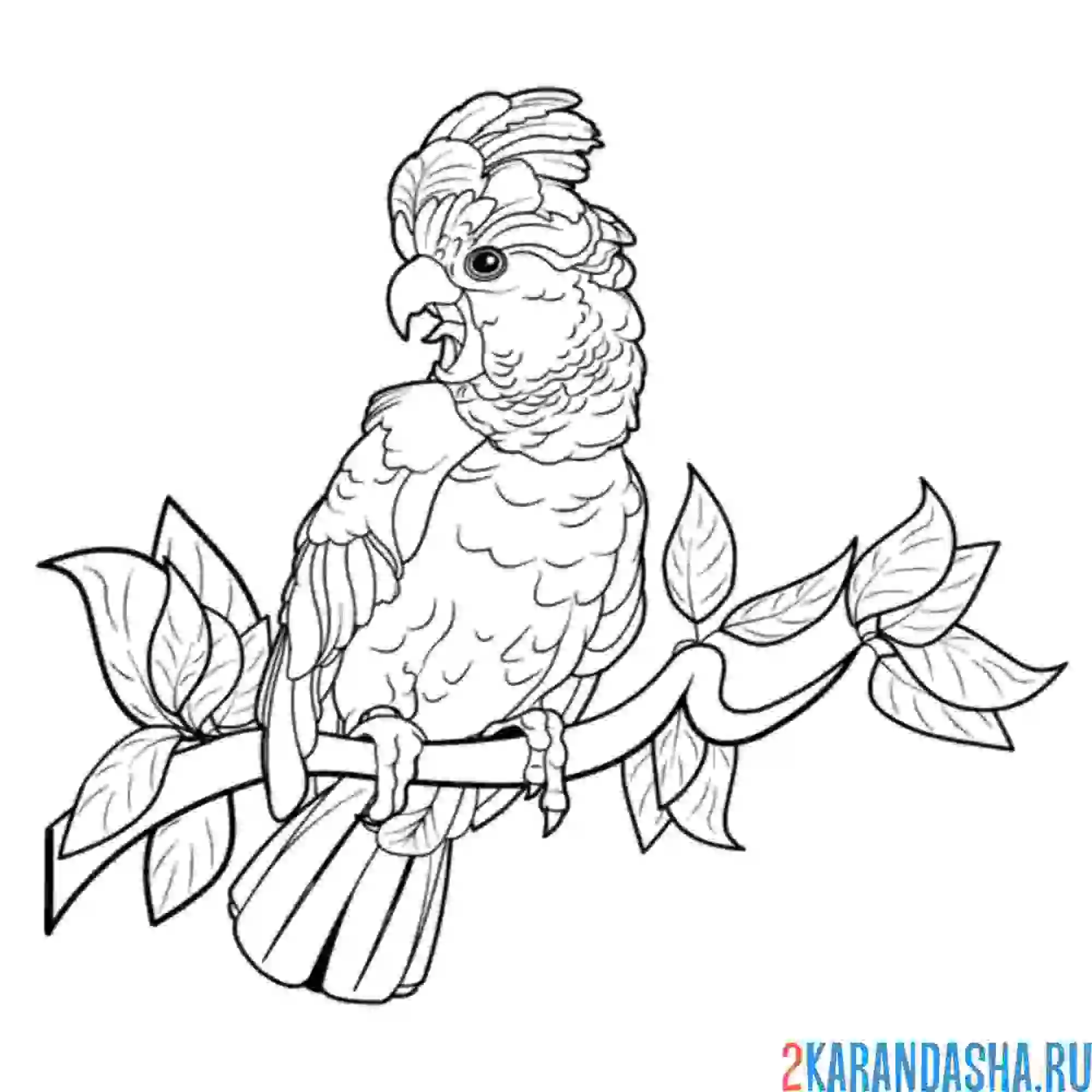Раскраска дикий попугая