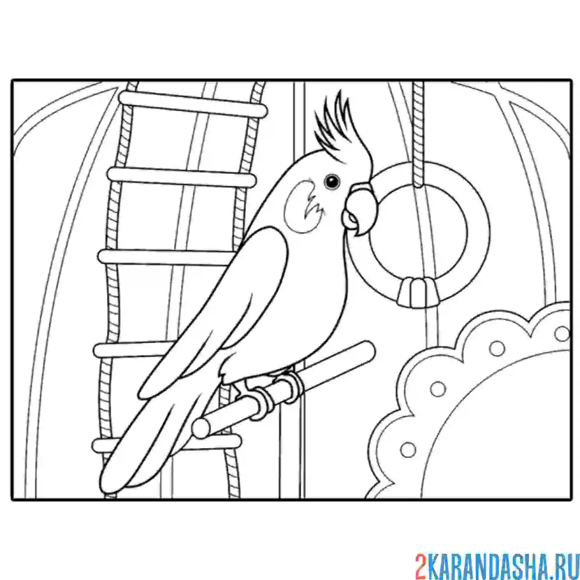 Раскраска домашний попугай в клетке