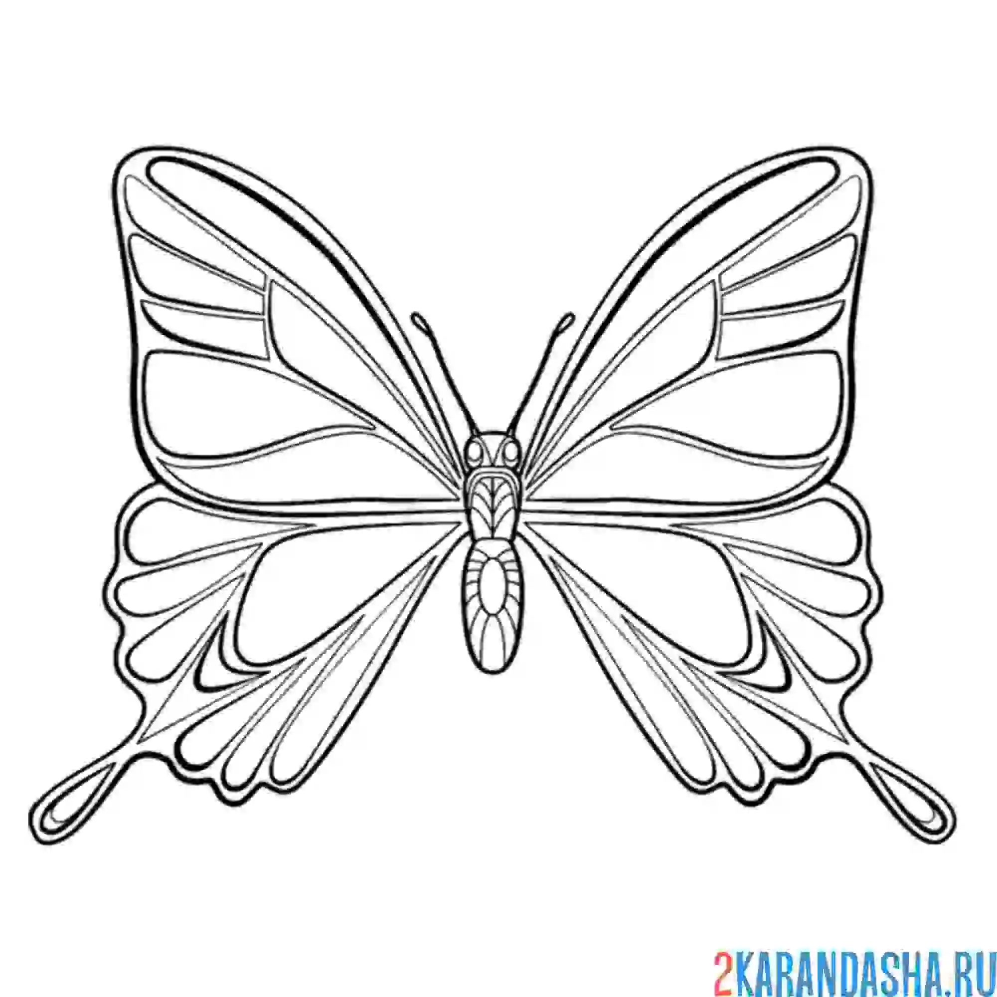Раскраска живая бабочка
