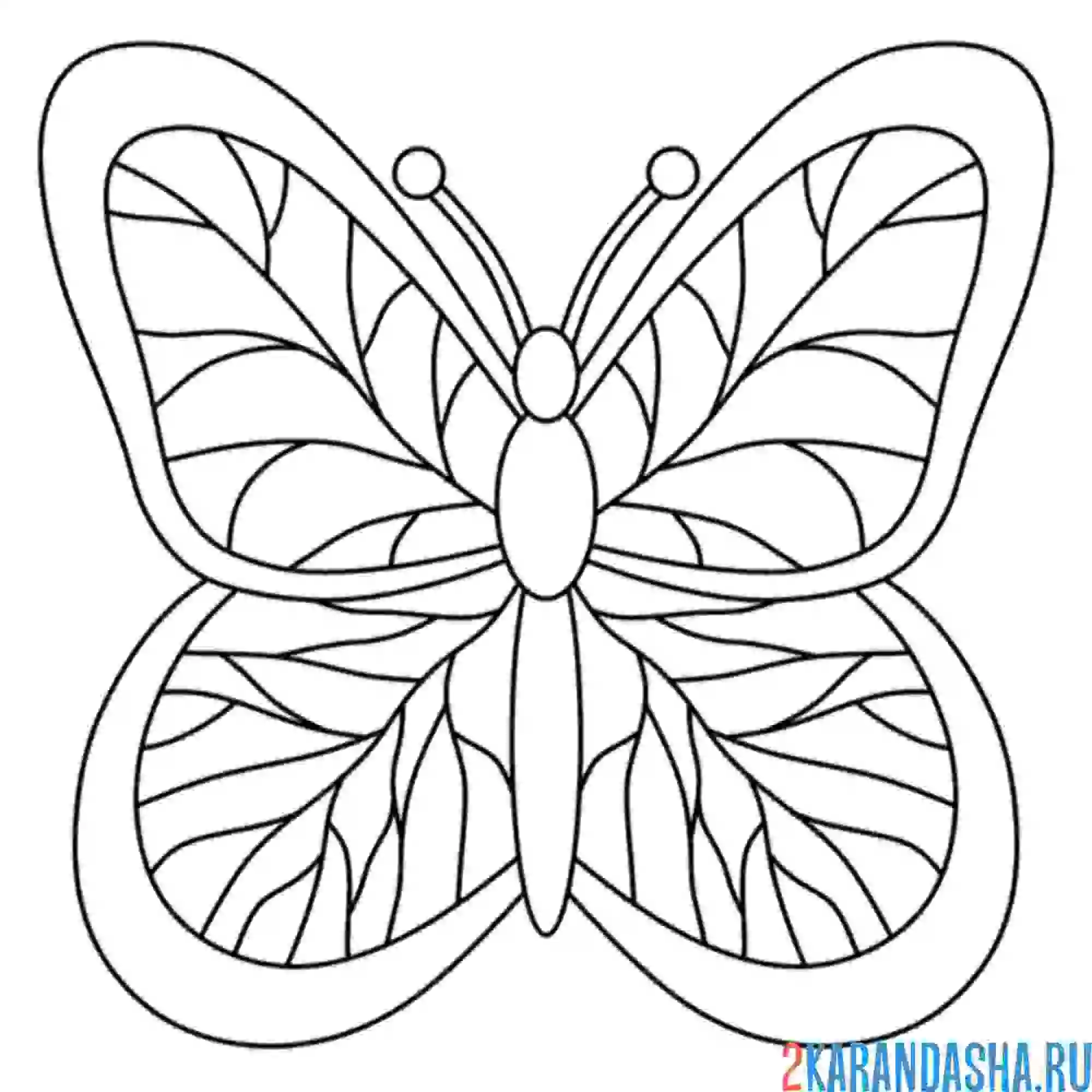 Раскраска простые узоры на бабочке