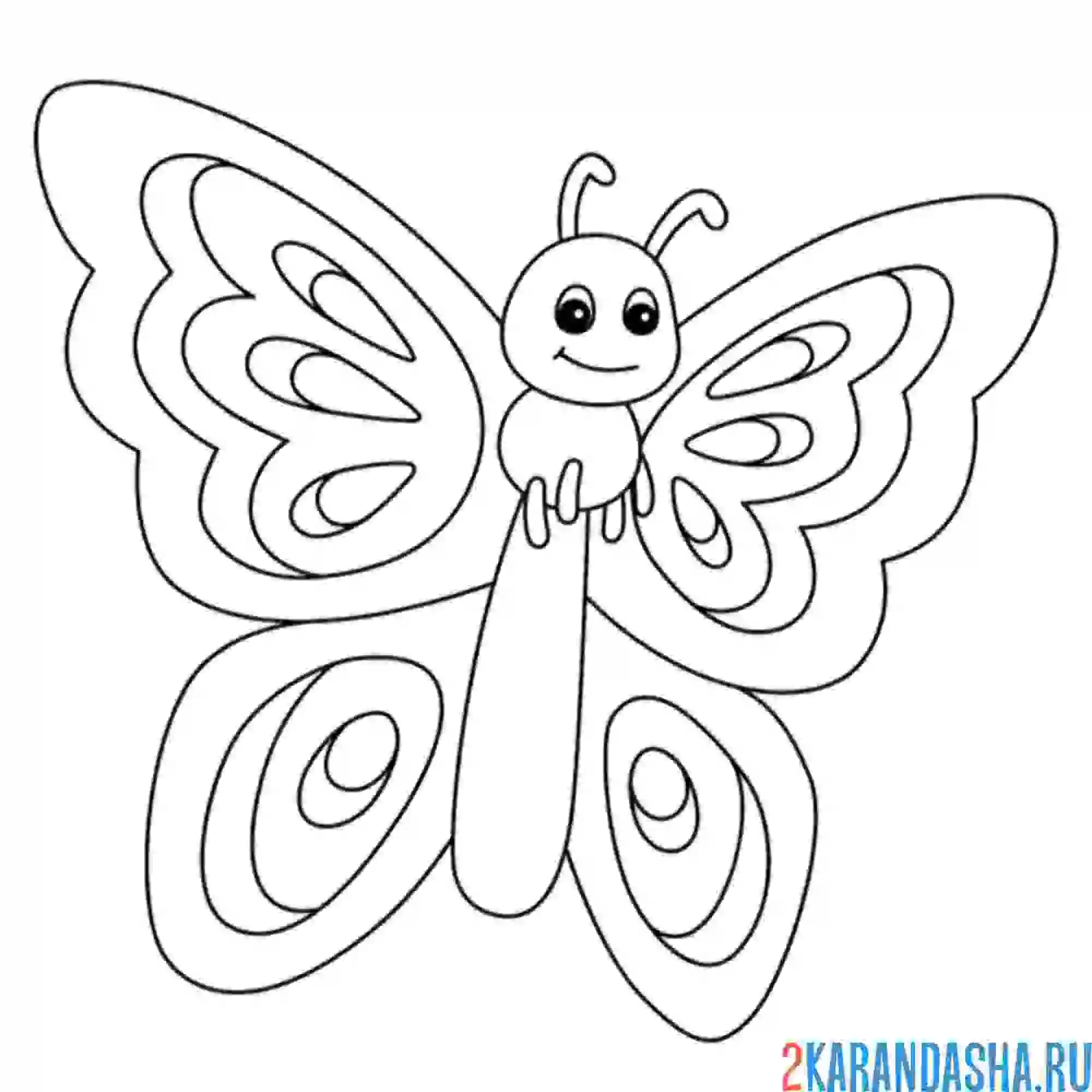 Раскраска длинная бабочка с усами