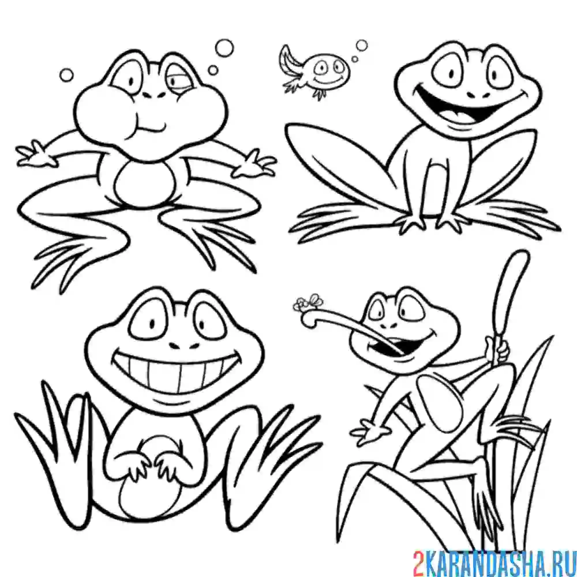 Раскраска четыре лягушку