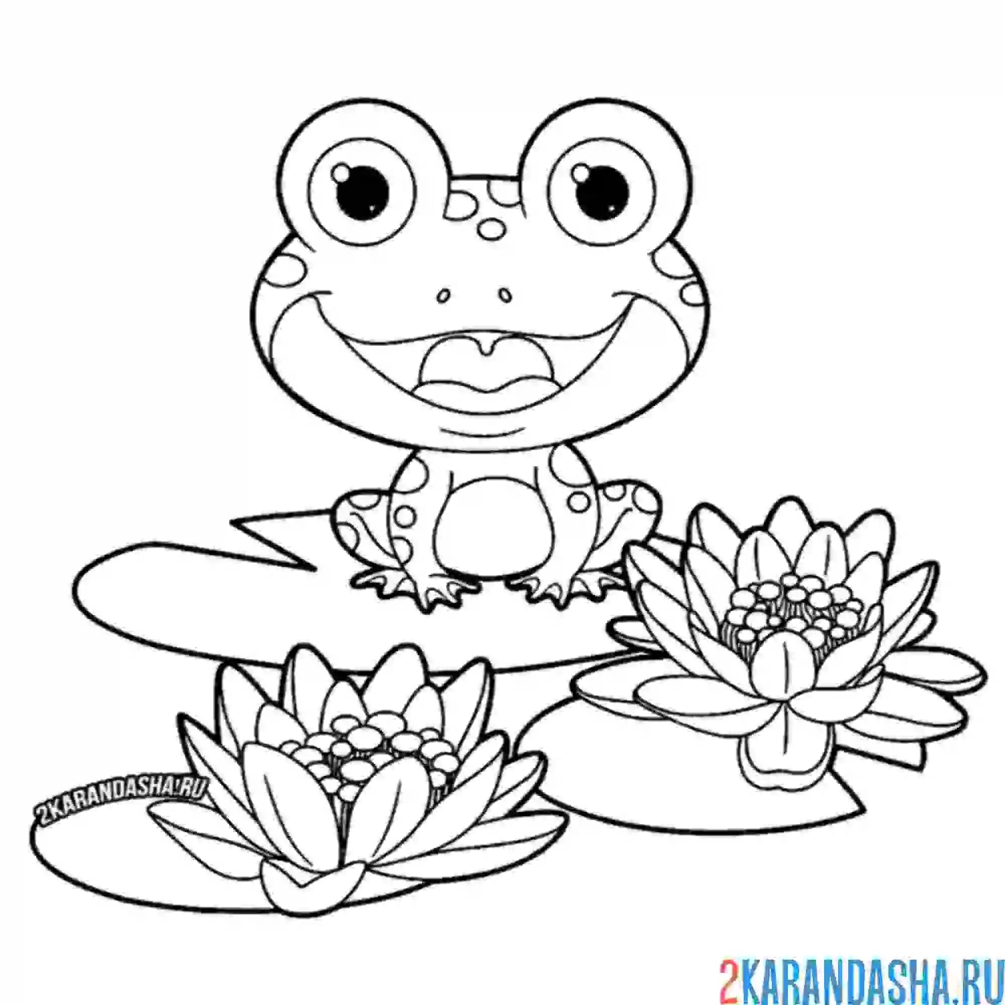 Раскраска кувшинки и лягушки