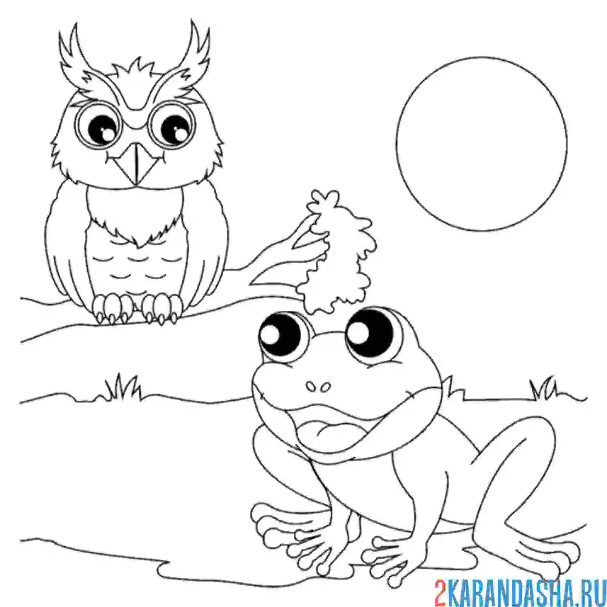 Раскраска лягушка и сова