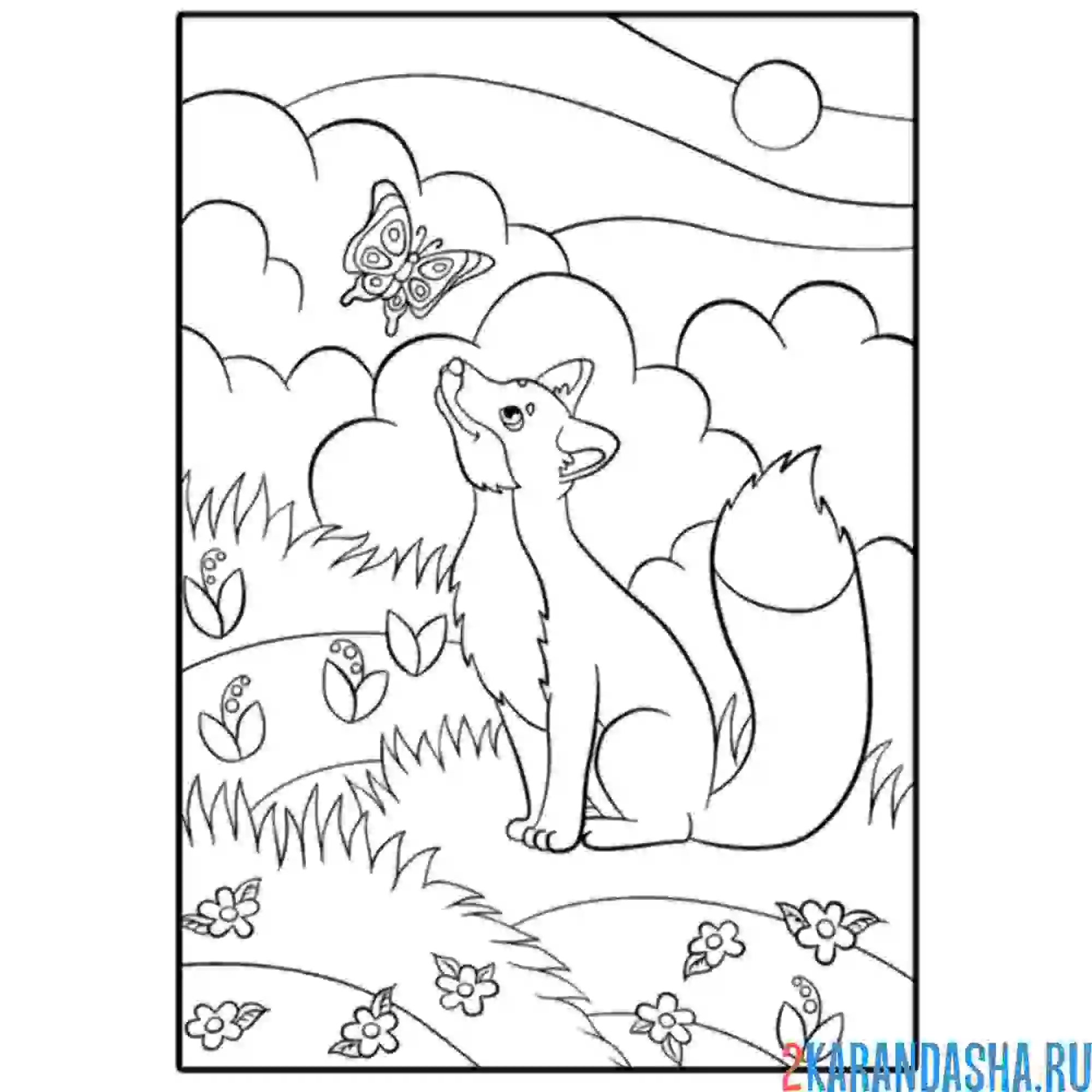 Раскраска лиса увидела бабочку