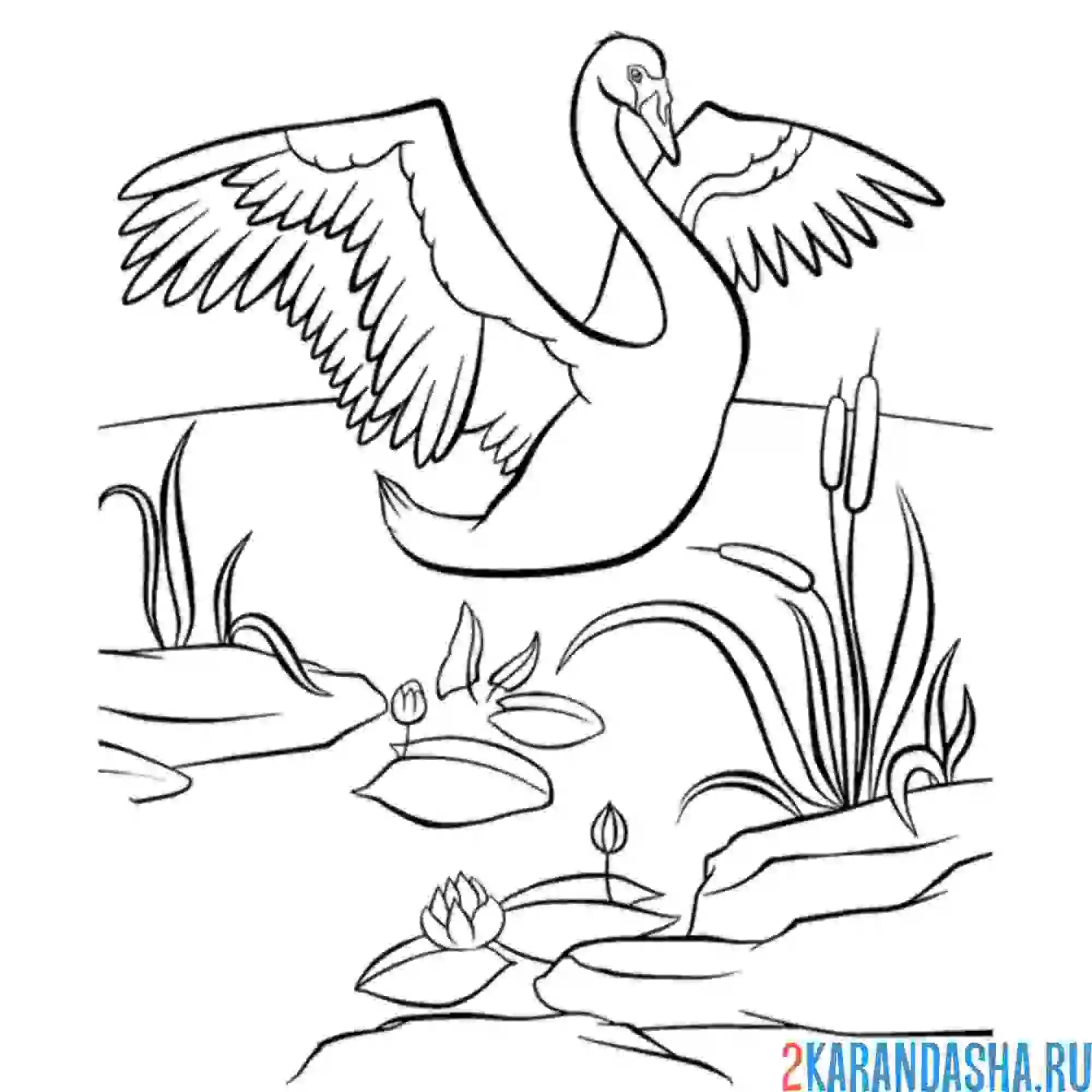 Раскраска лебедь на пруду