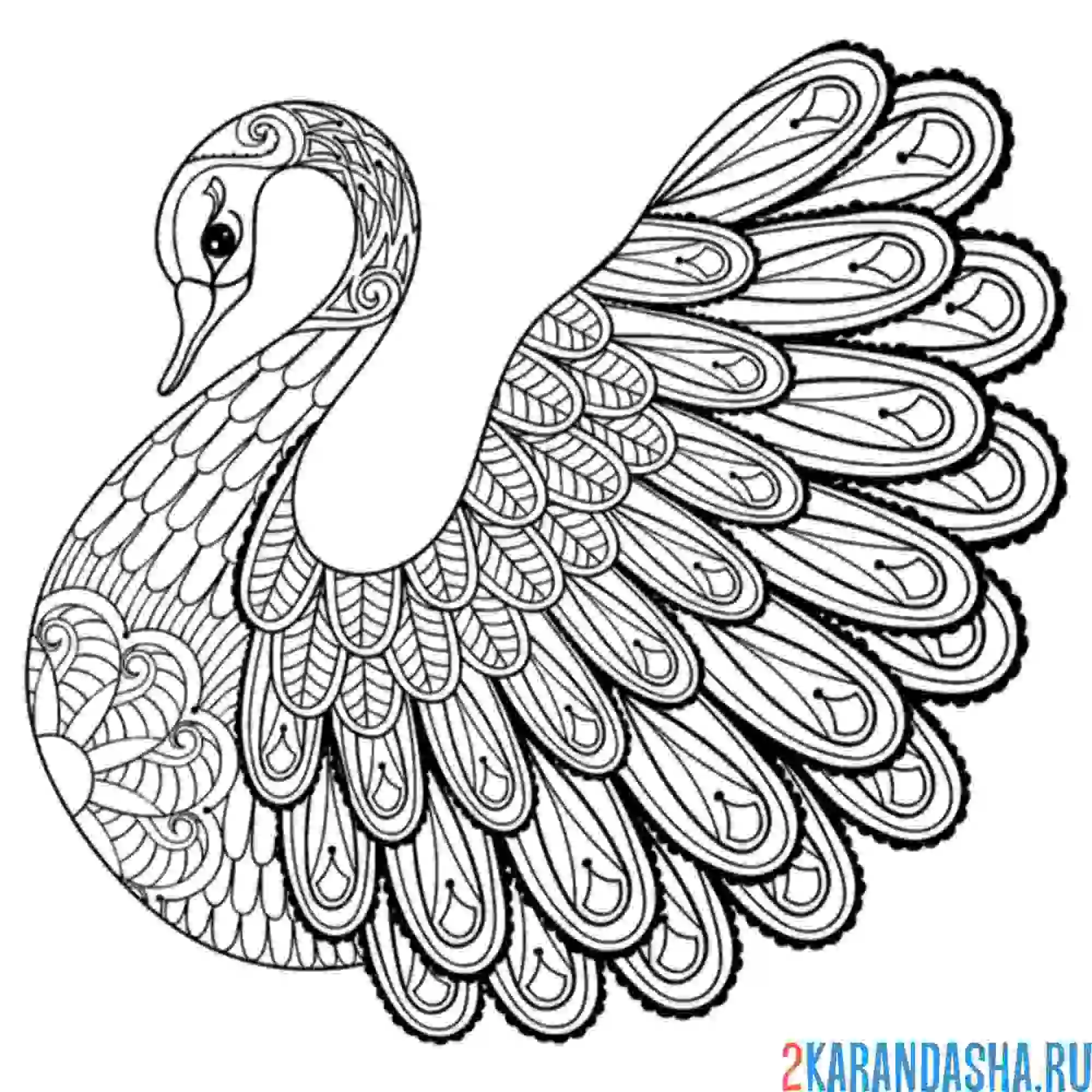 Раскраска красивый лебедь антистресс