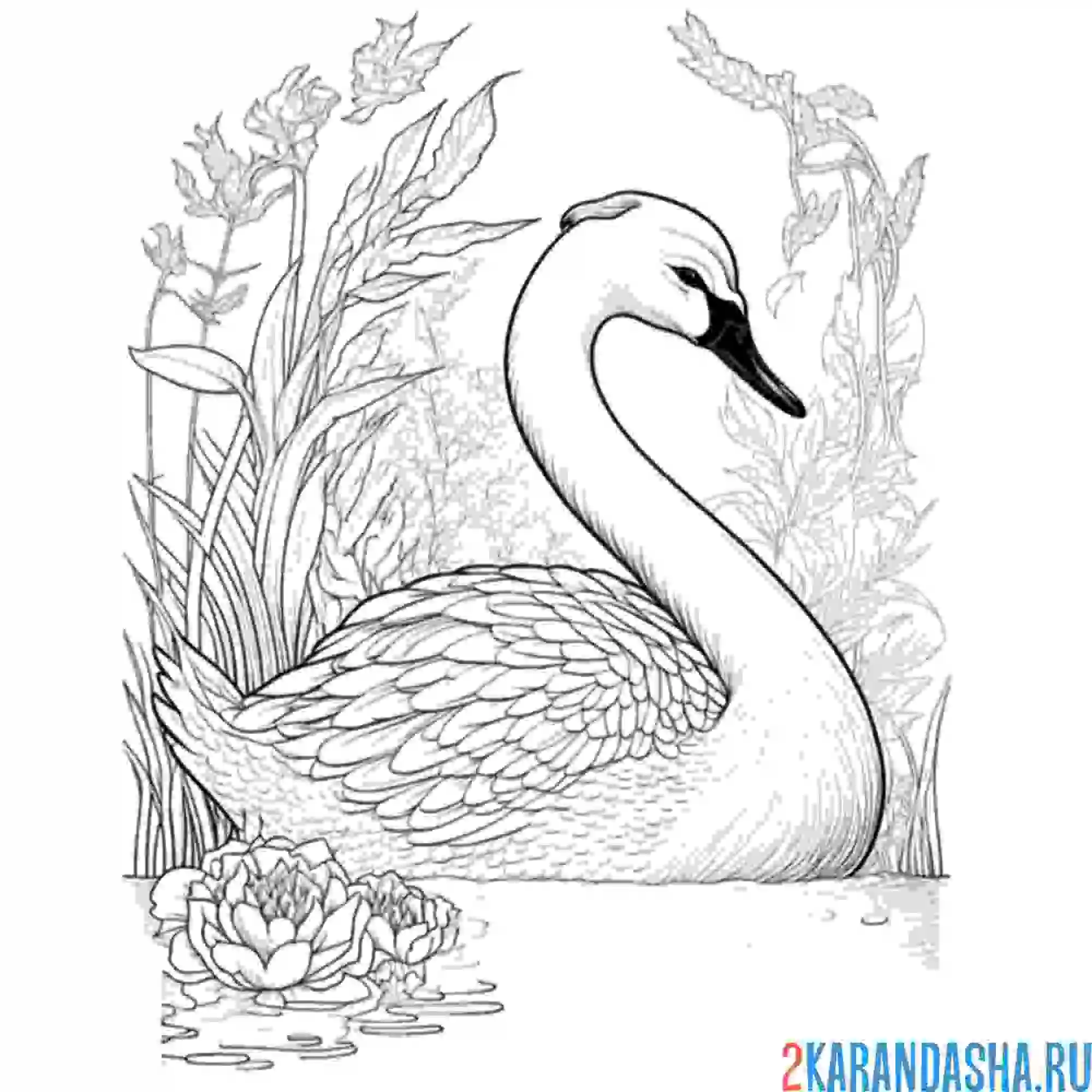 Раскраска лебедь фото