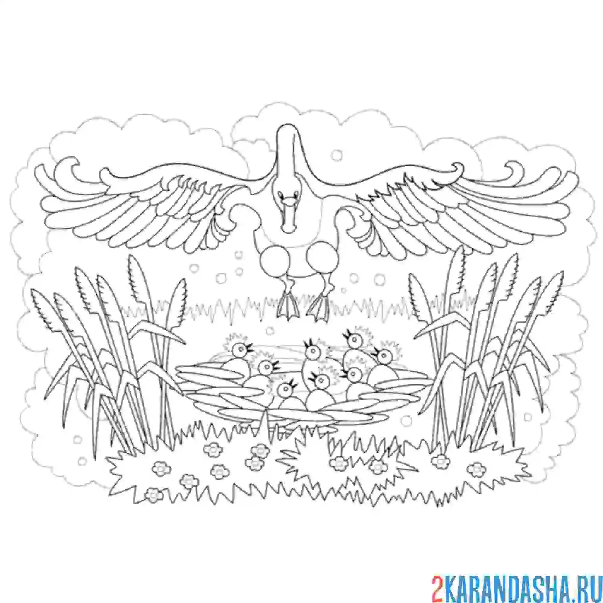 Раскраска лебедь садится на воду