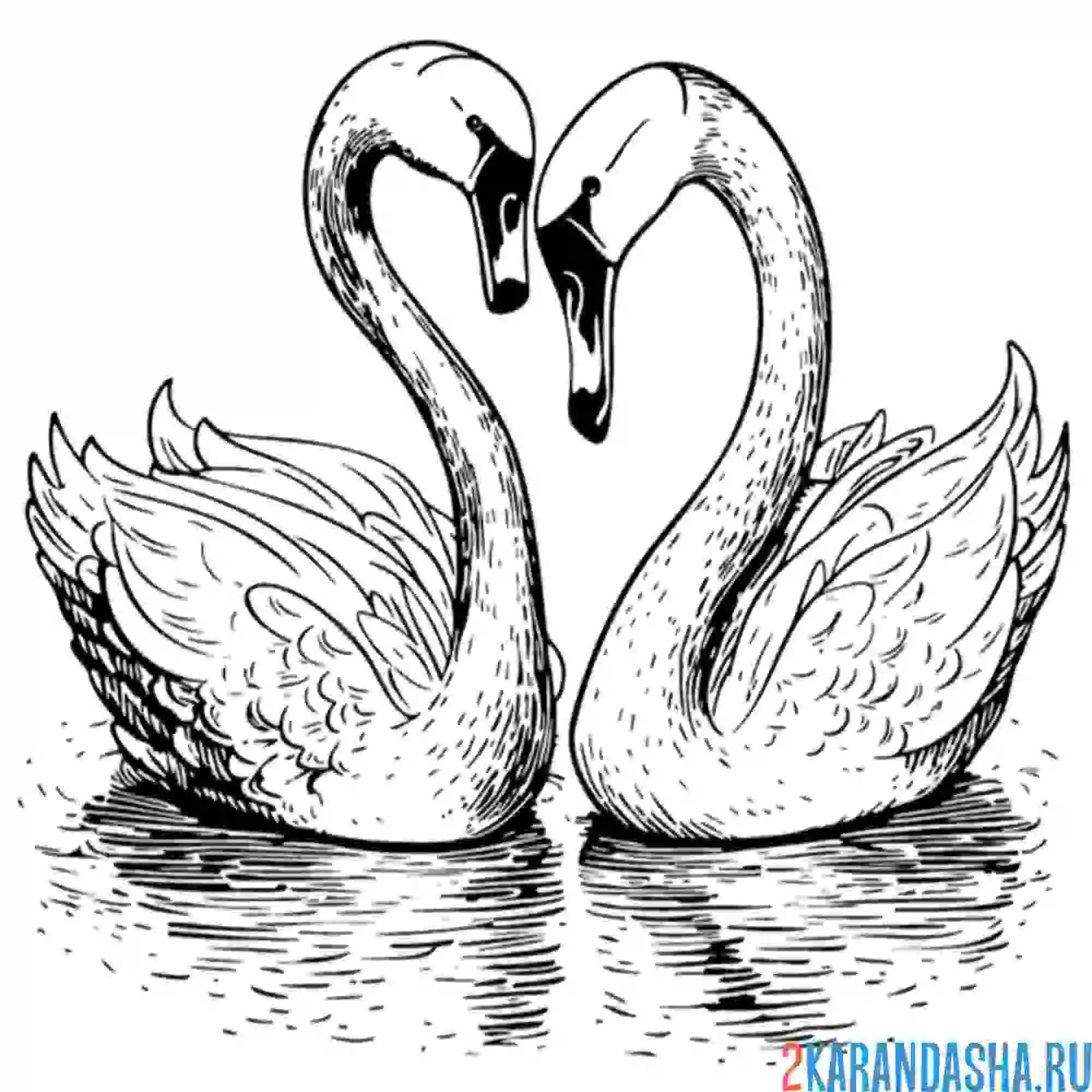 Раскраска два влюбленных лебедя