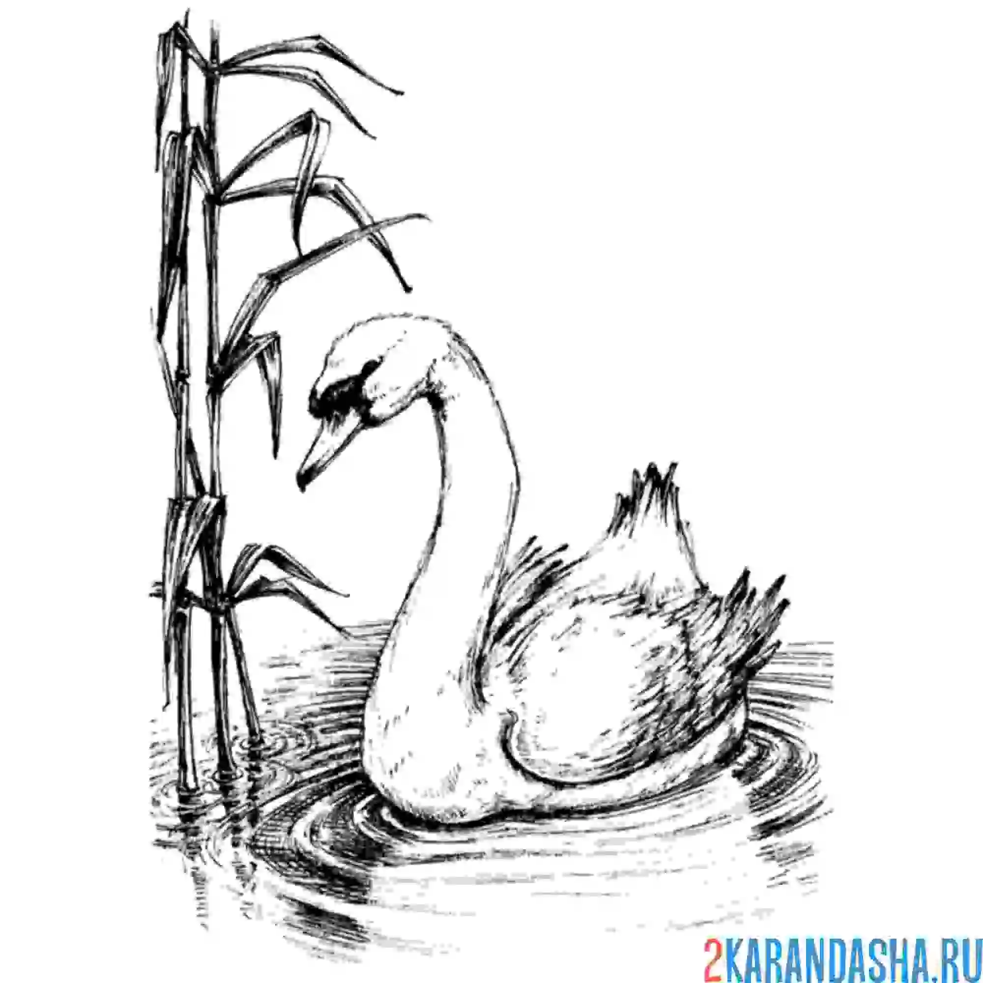 Раскраска лебедь в камышах