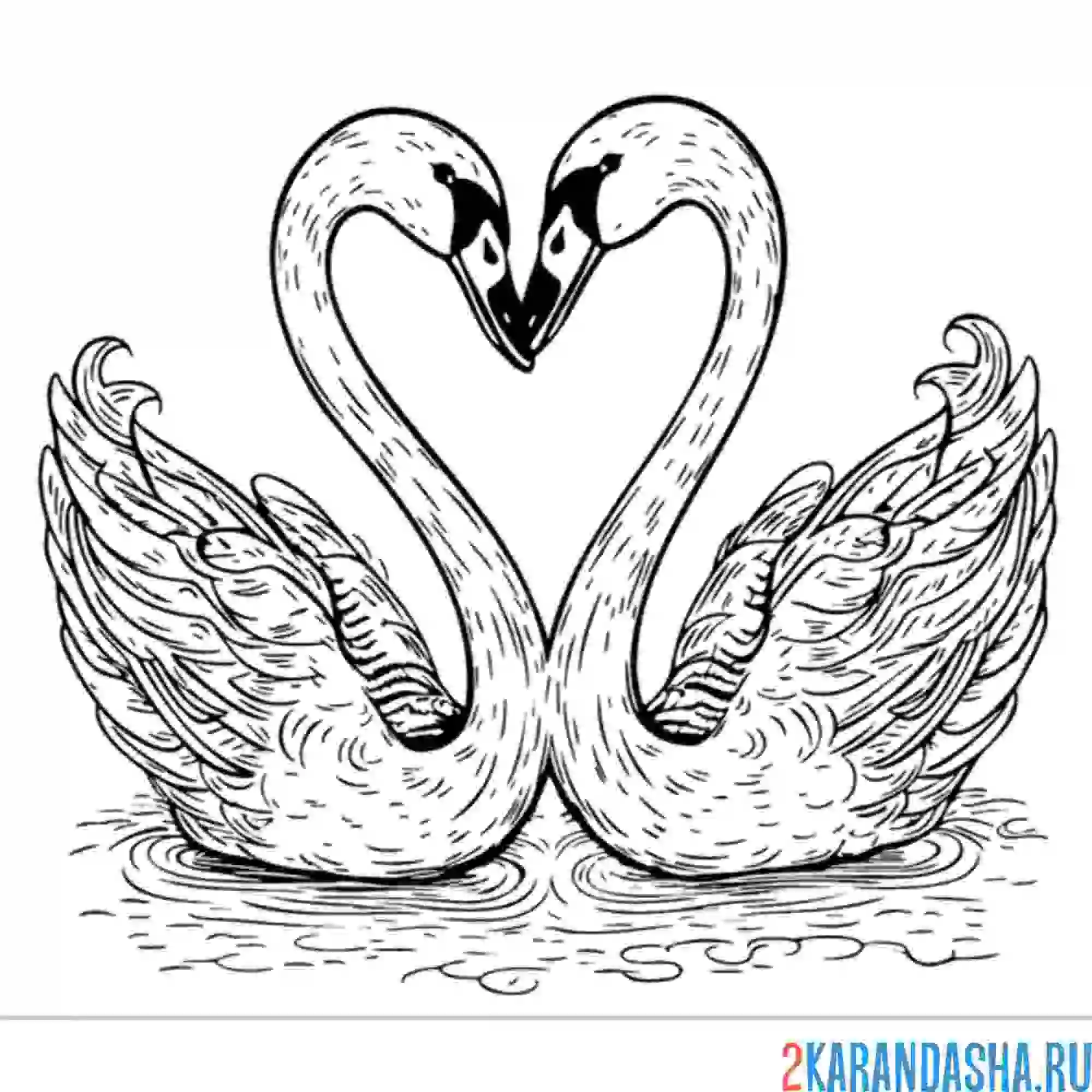 Раскраска влюбленные лебеди пара
