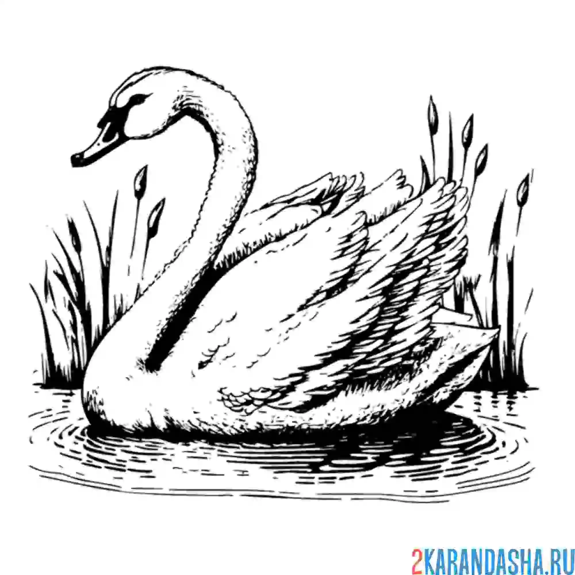 Раскраска лебедь штриховой рисунок