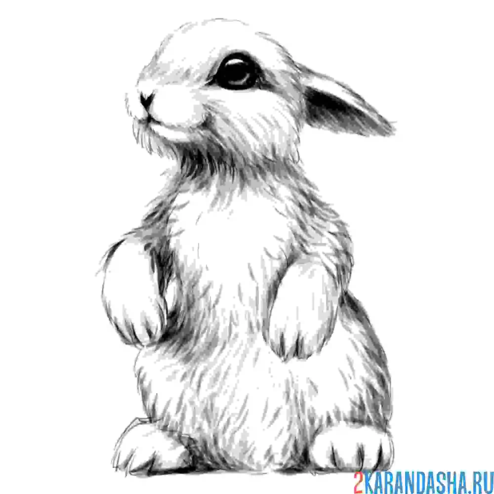 Раскраска фото заяц