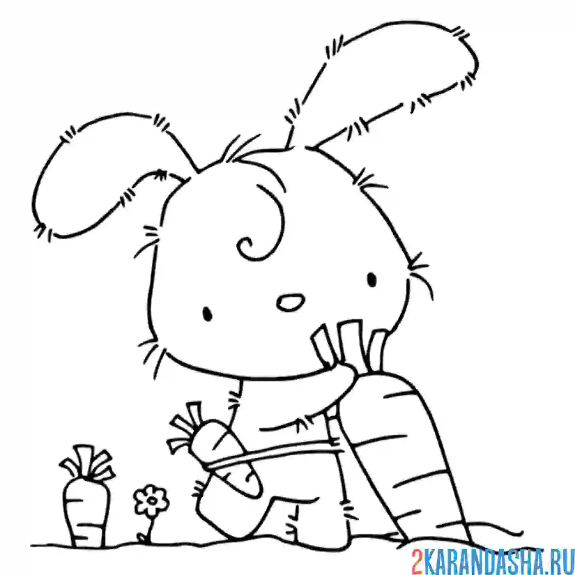 Раскраска заяц дергает морковку