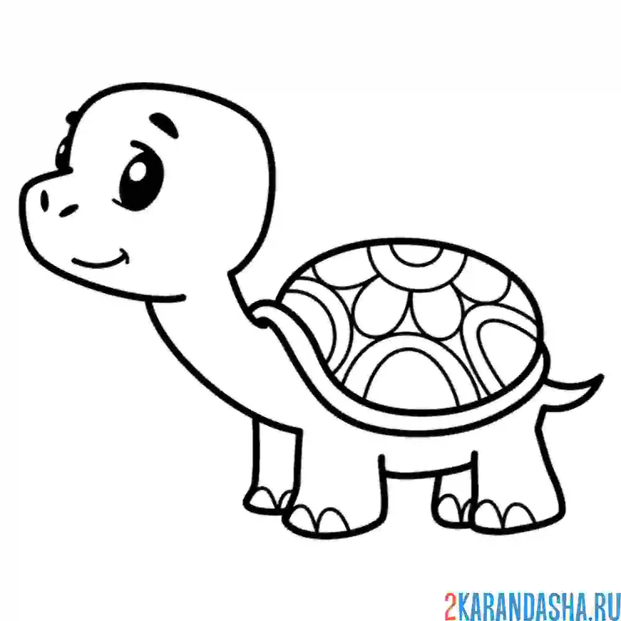Раскраска маленькая черепашка