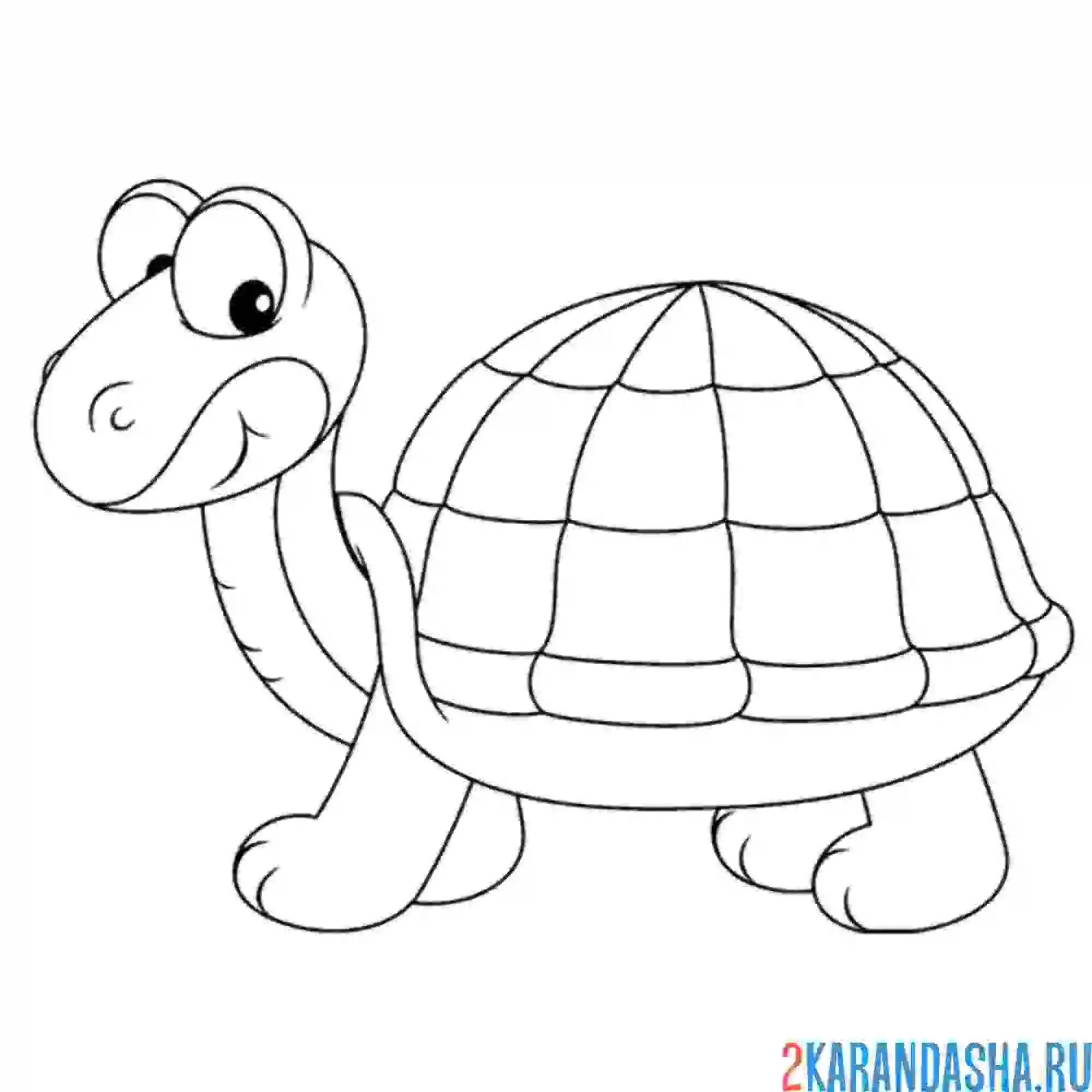 Раскраска черепашка удивилась