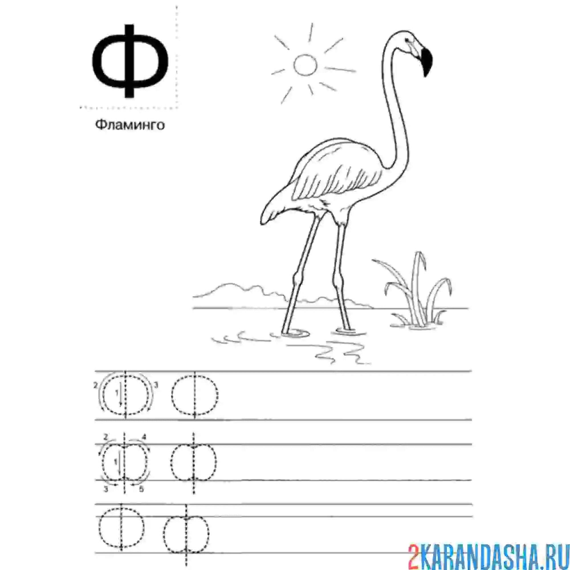 Раскраска фламинго буква ф