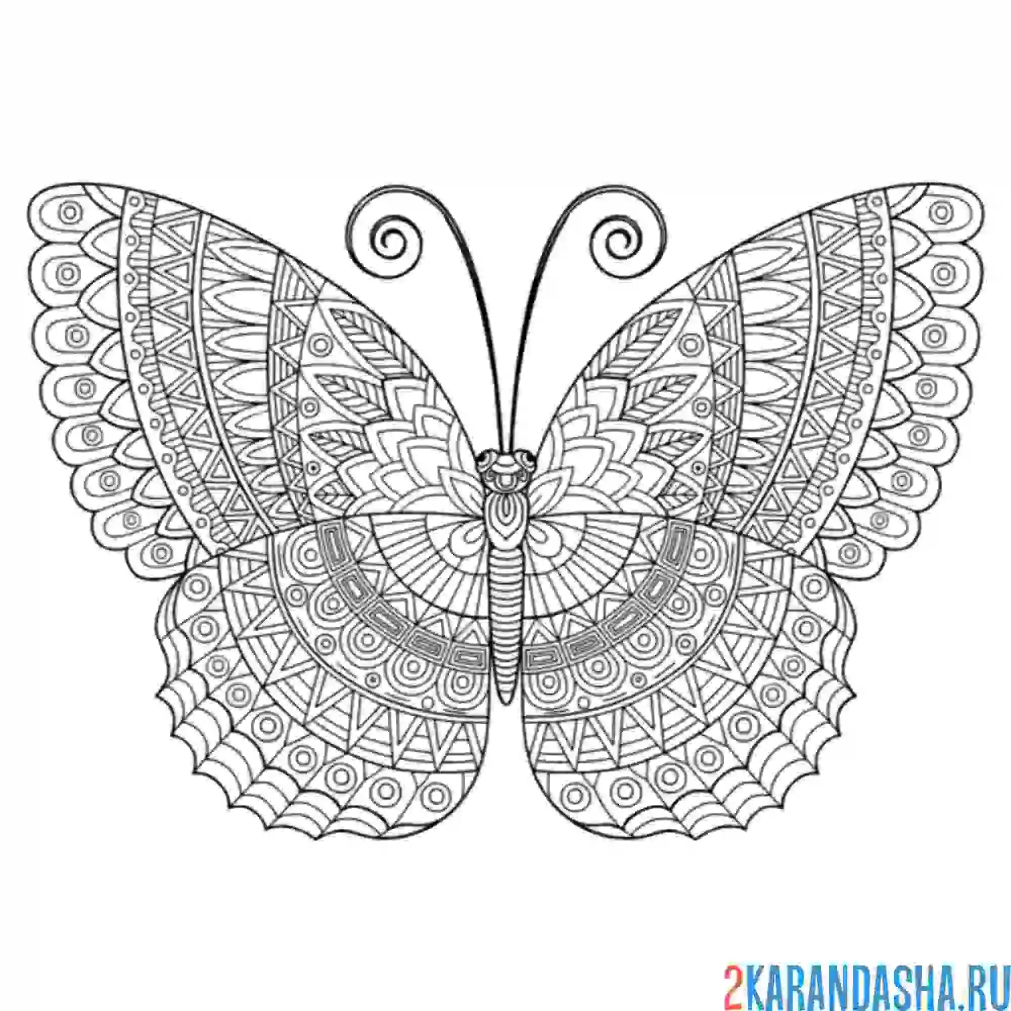 Раскраска антистресс-бабочка
