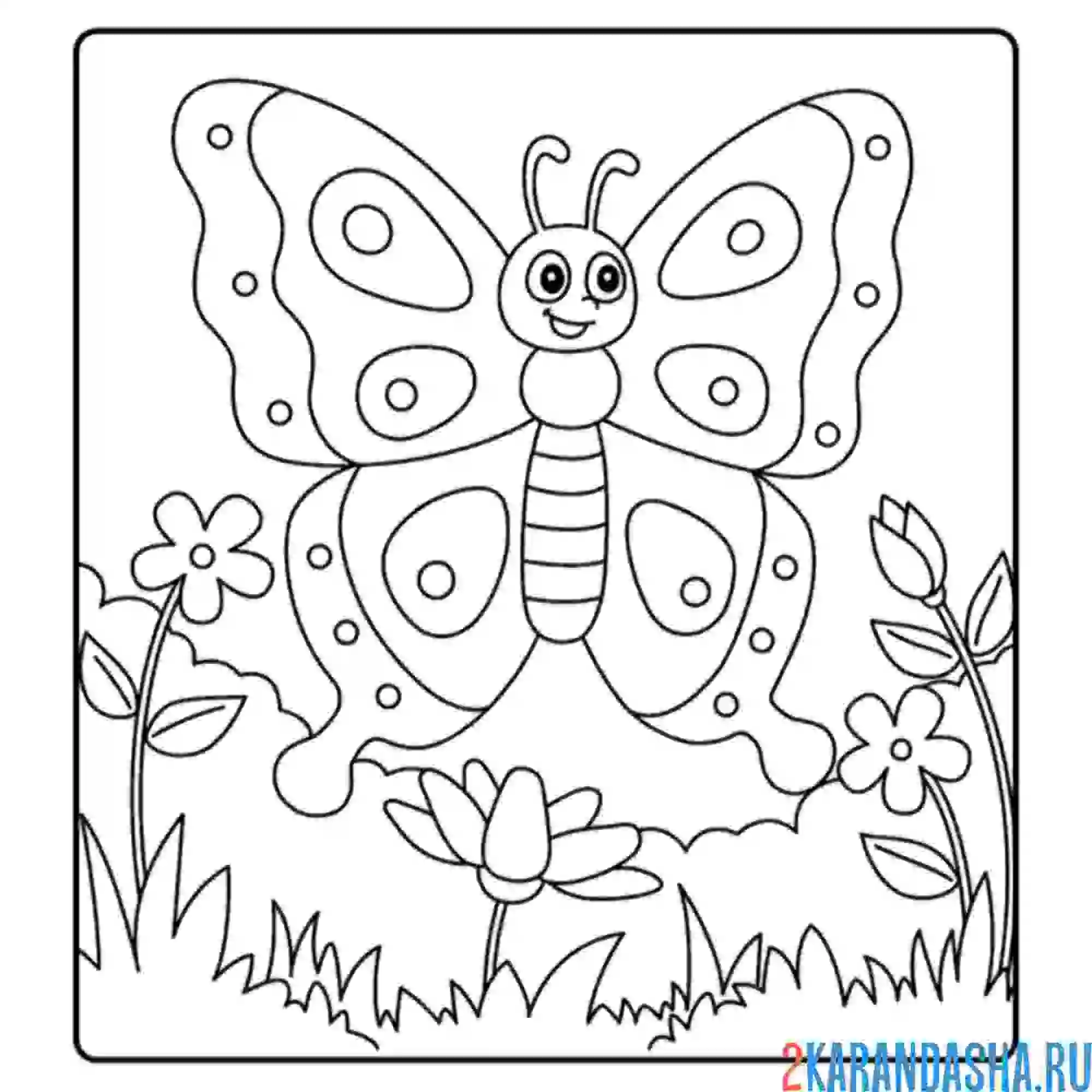 Раскраска бабочка рисунок