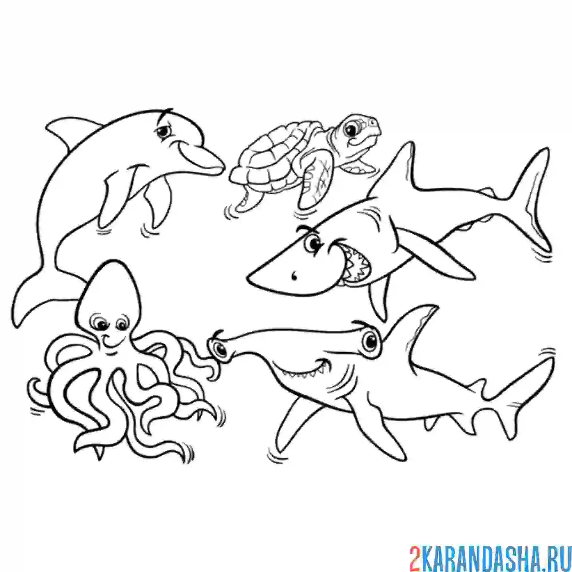 Раскраска акула, осьминог, черепаха,молотоголовая акула, дельфи